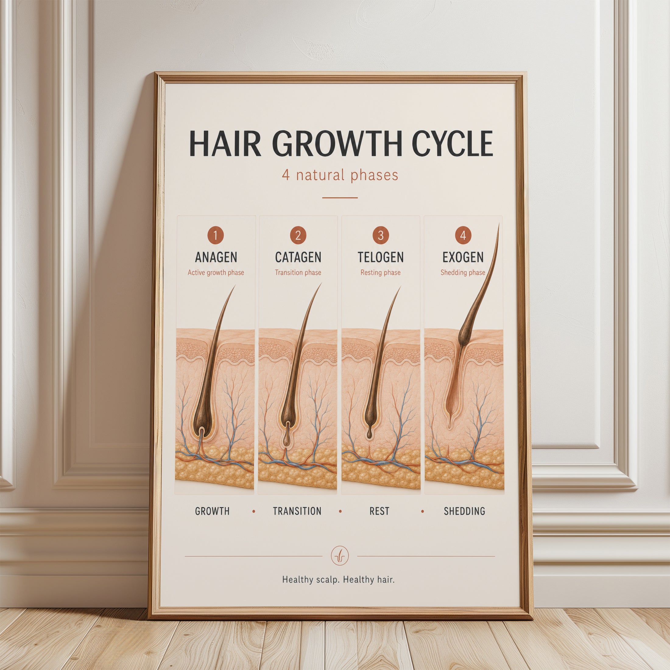Hair Growth Cycle Poster - framed detail