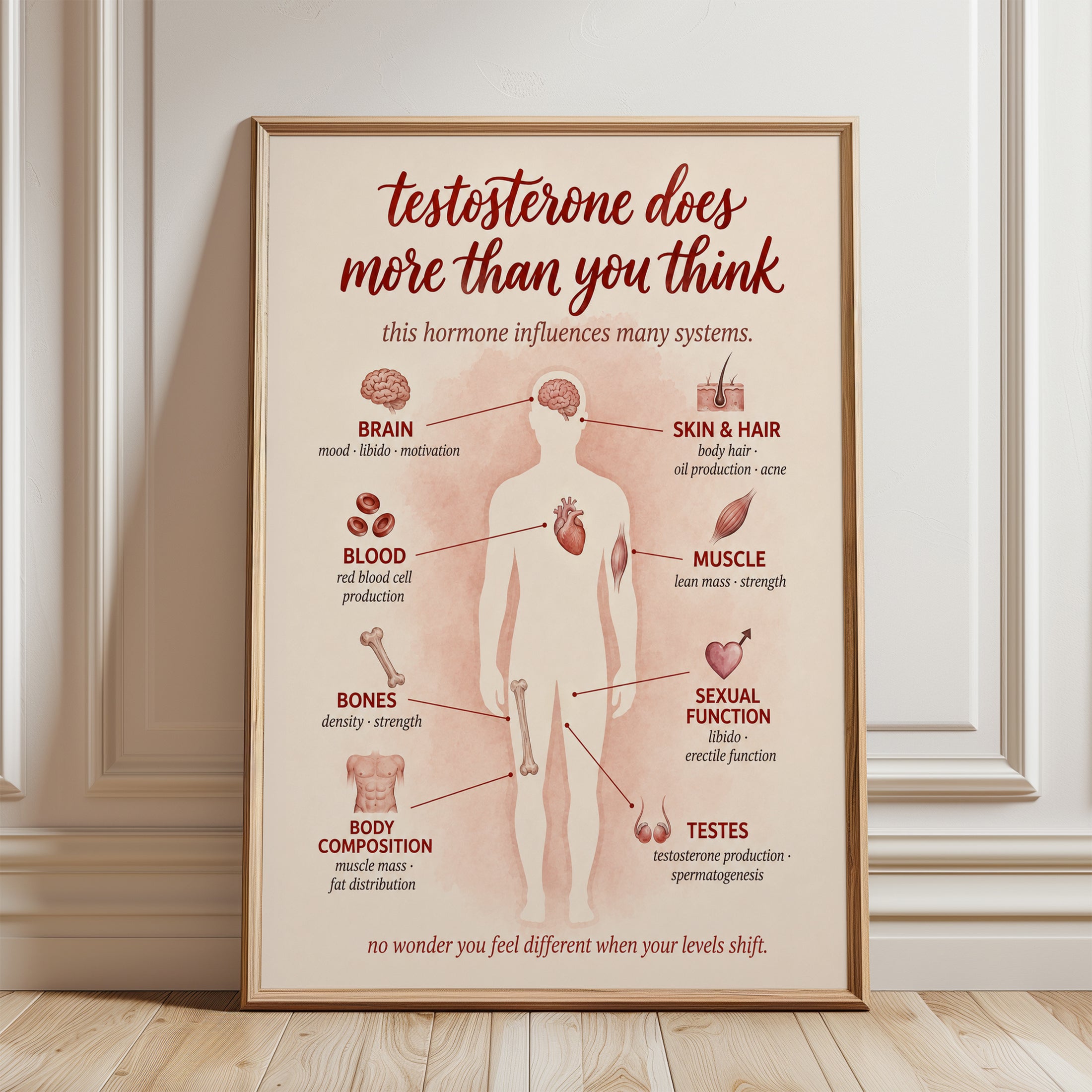 Testosterone Poster – Health Education Print - framed detail