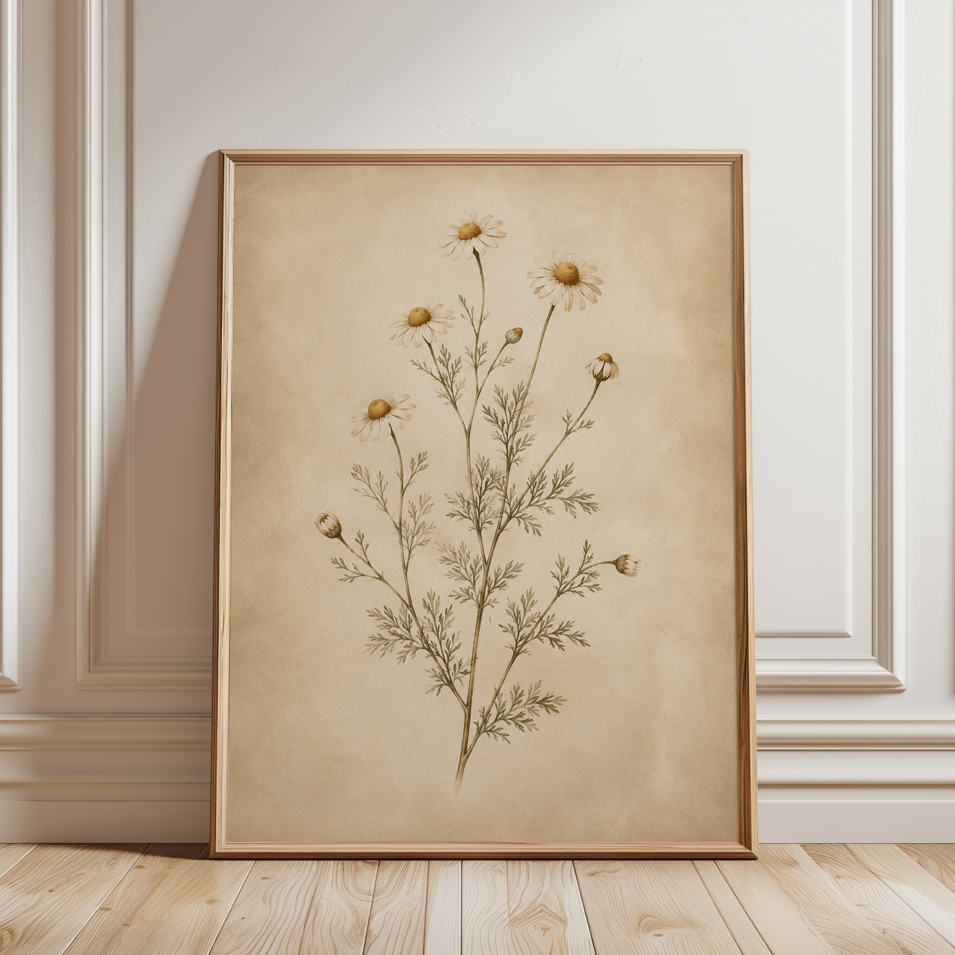 Chamomile Botanical Print — Vintage Pressed Flower Illustration - framed detail