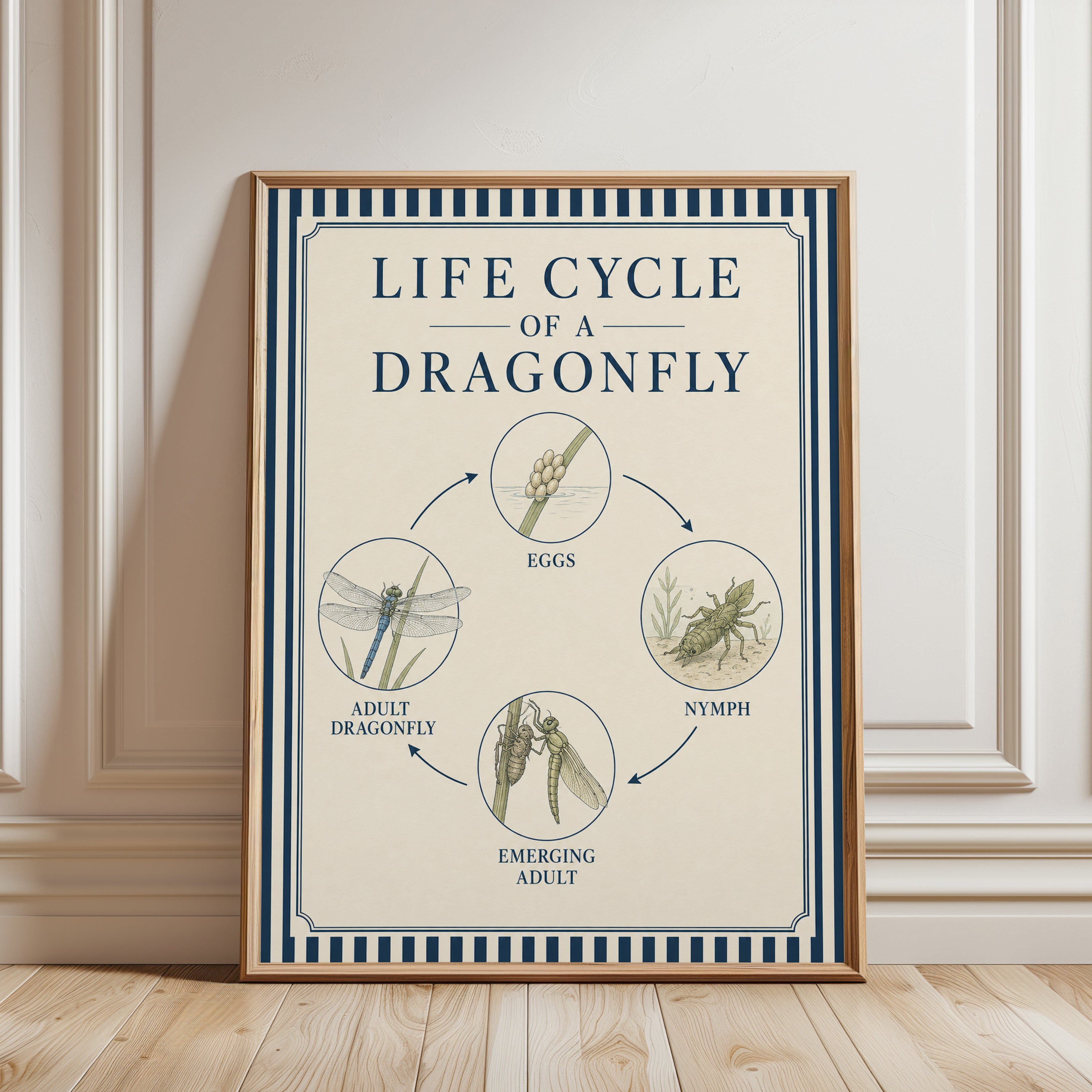 Dragonfly Life Cycle Poster: Vintage Educational Chart Print - framed detail