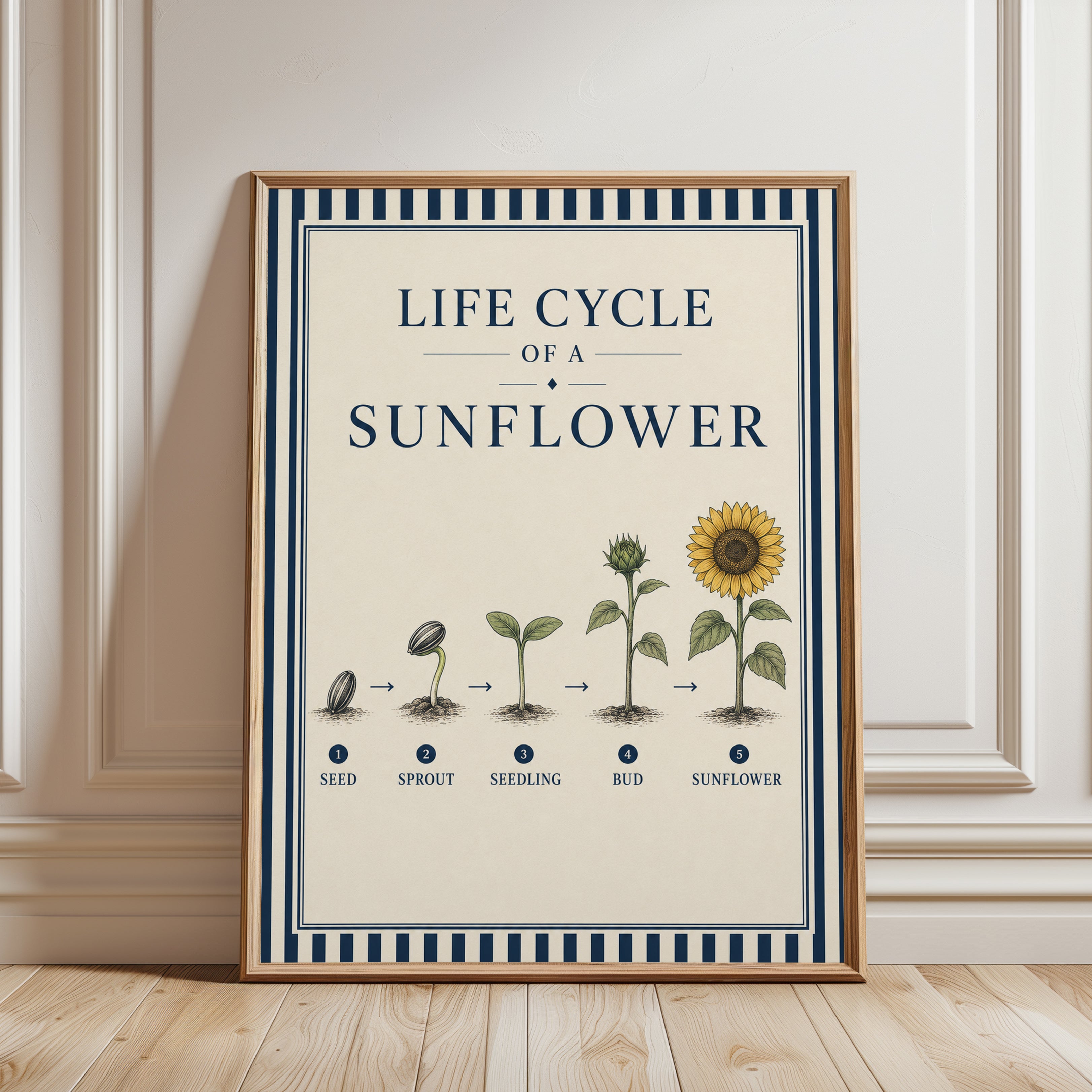 Sunflower Life Cycle Poster - framed detail