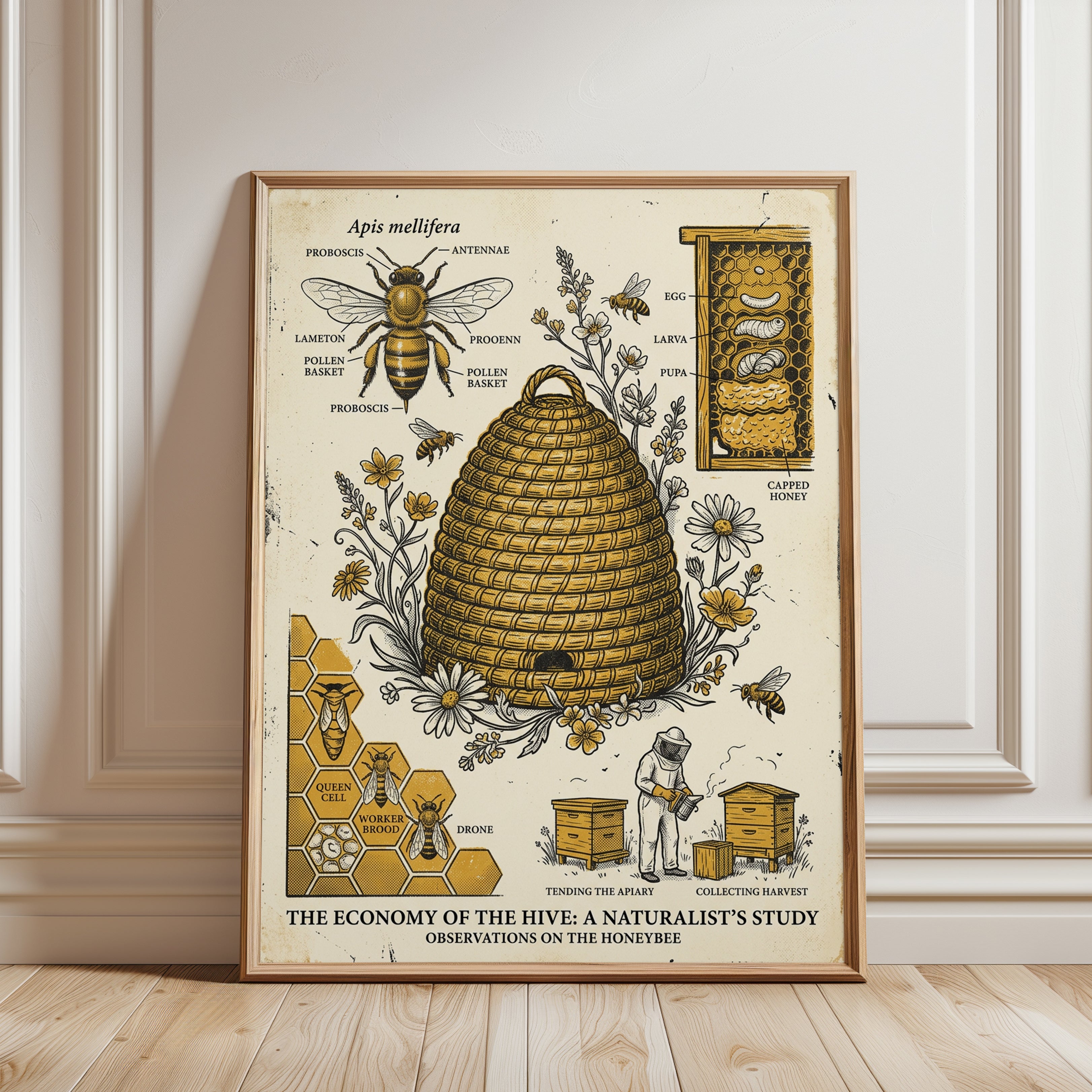 Honeybee Diagram Print — Vintage Scientific Illustration - framed detail