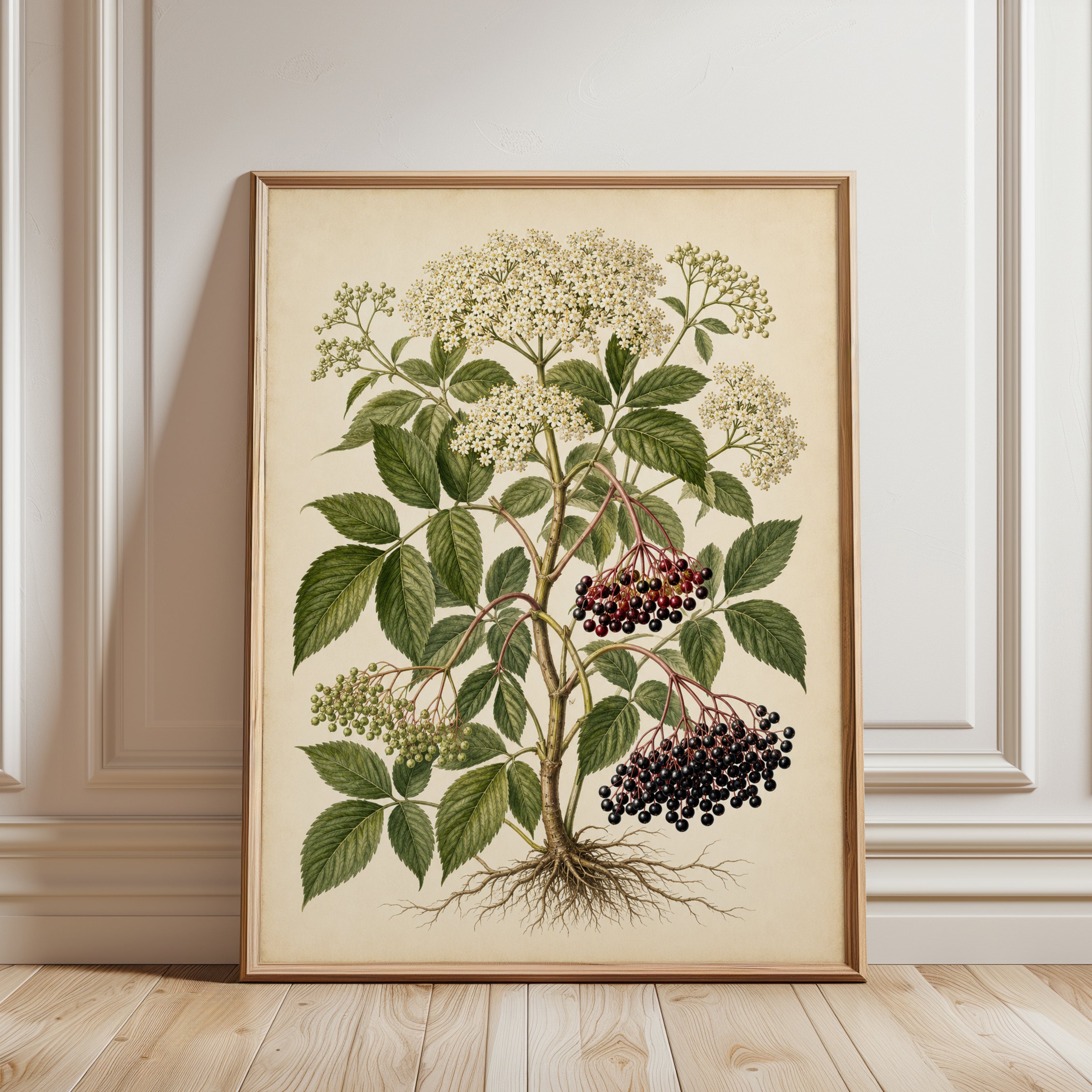 Elderberry Botanical Print — Vintage Scientific Illustration - framed detail