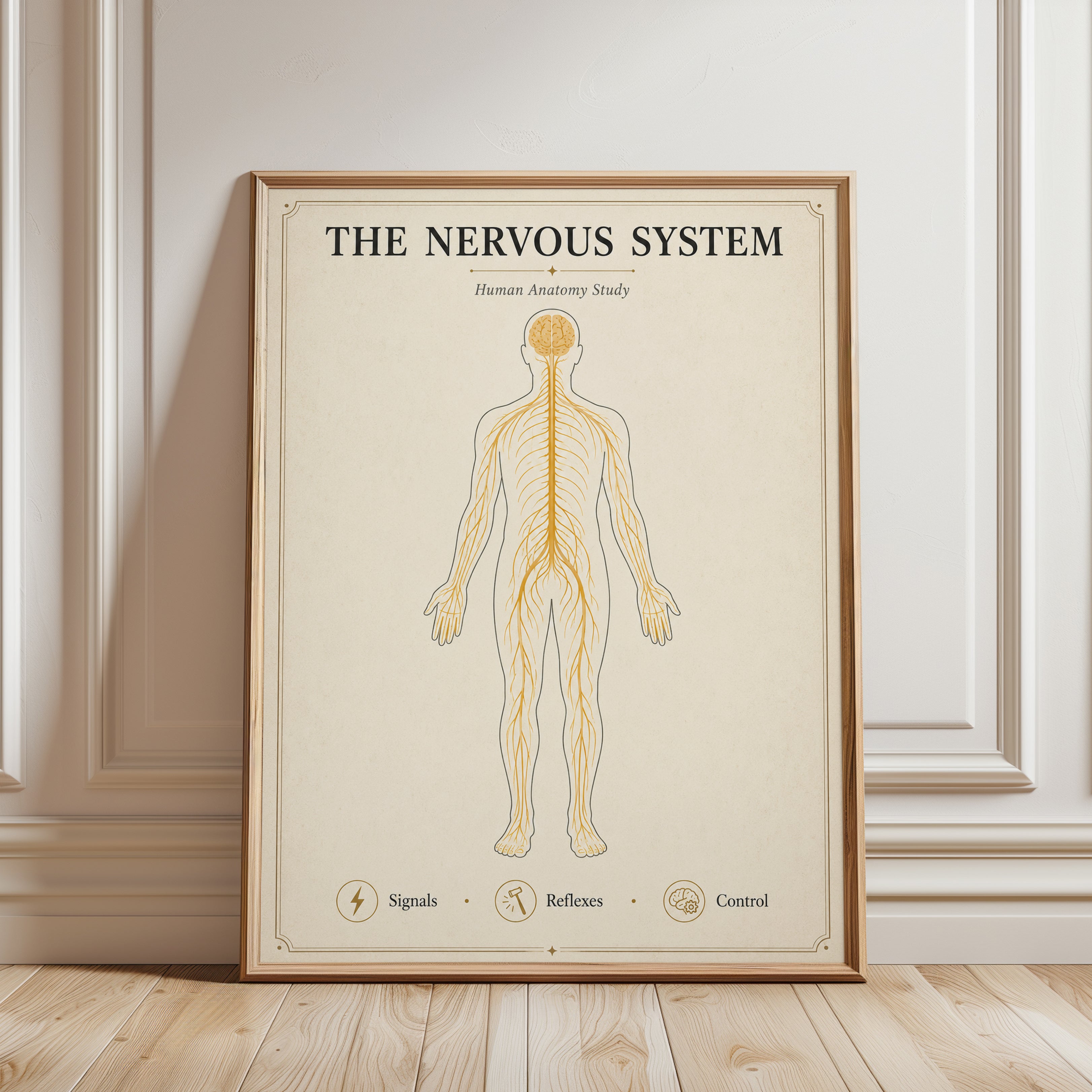 Nervous System Anatomy Print — Vintage Educational Chart - framed detail