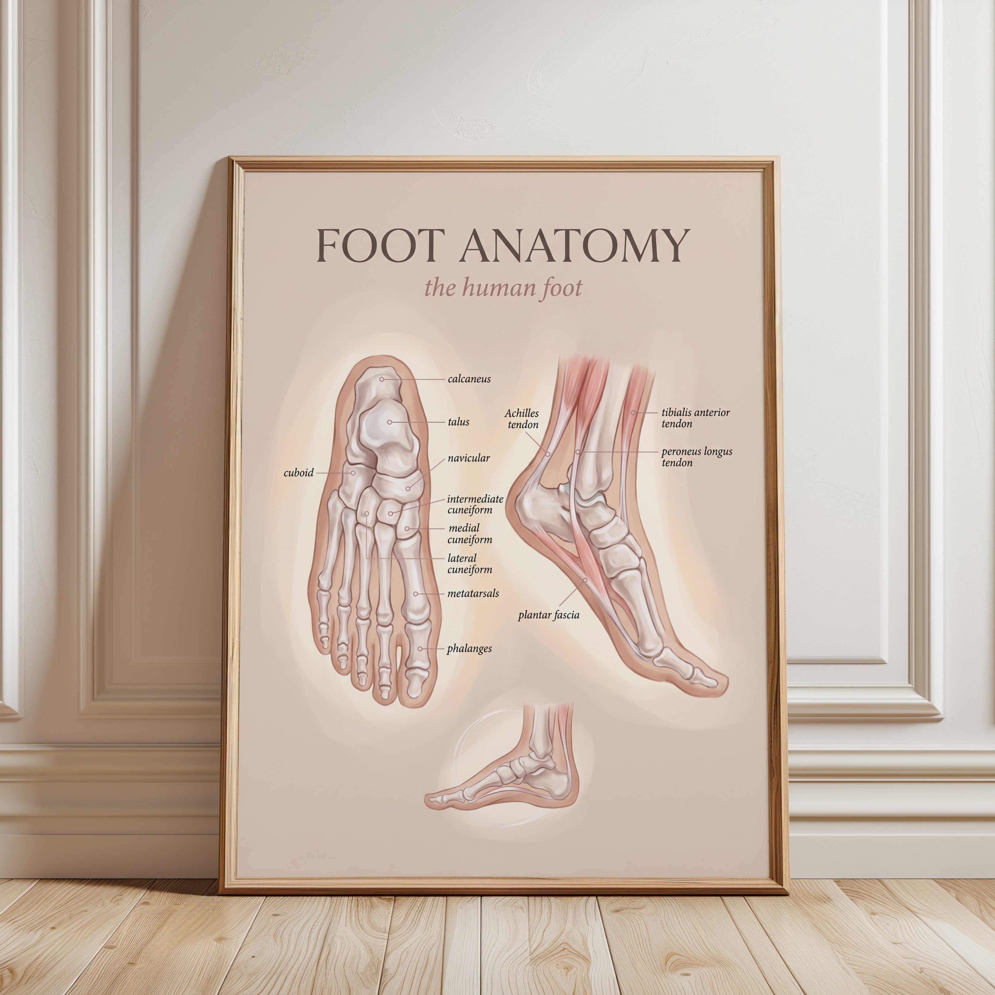 Foot Anatomy Wall Art: Foot Illustration - framed detail