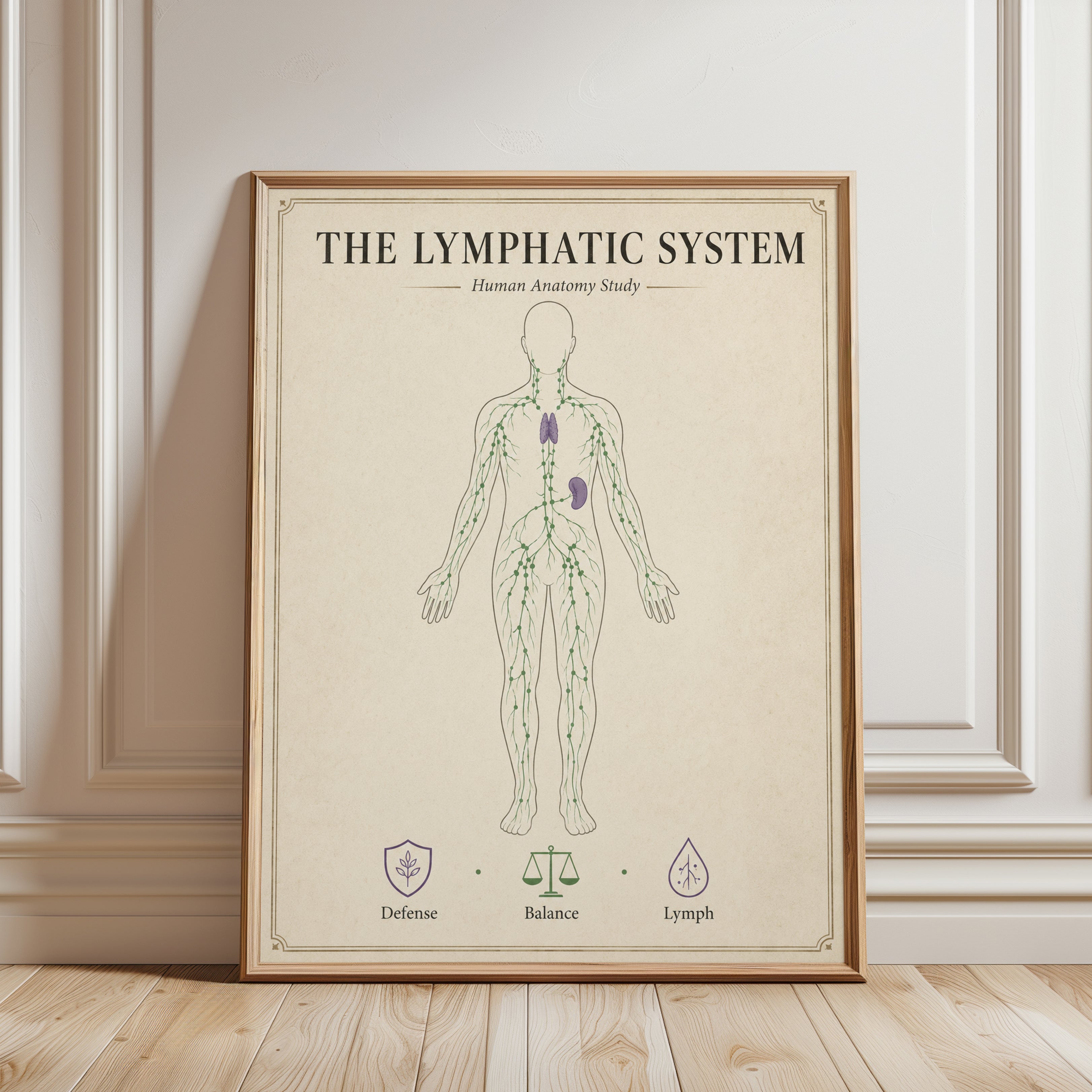 Lymphatic System Anatomy Print — Vintage Medical Illustration - framed detail