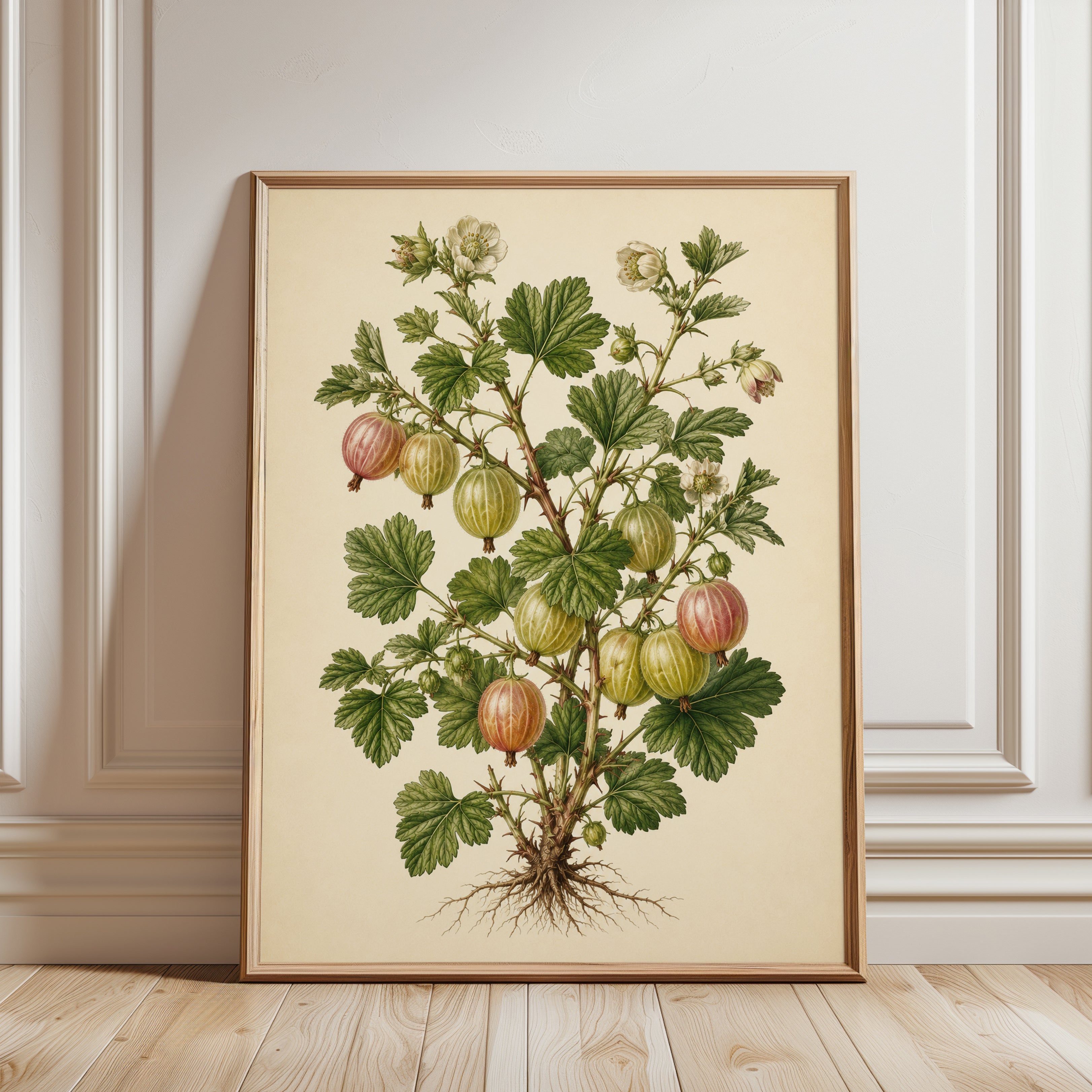 Vintage Gooseberry Botanical Print: Victorian Scientific Illustration - framed detail