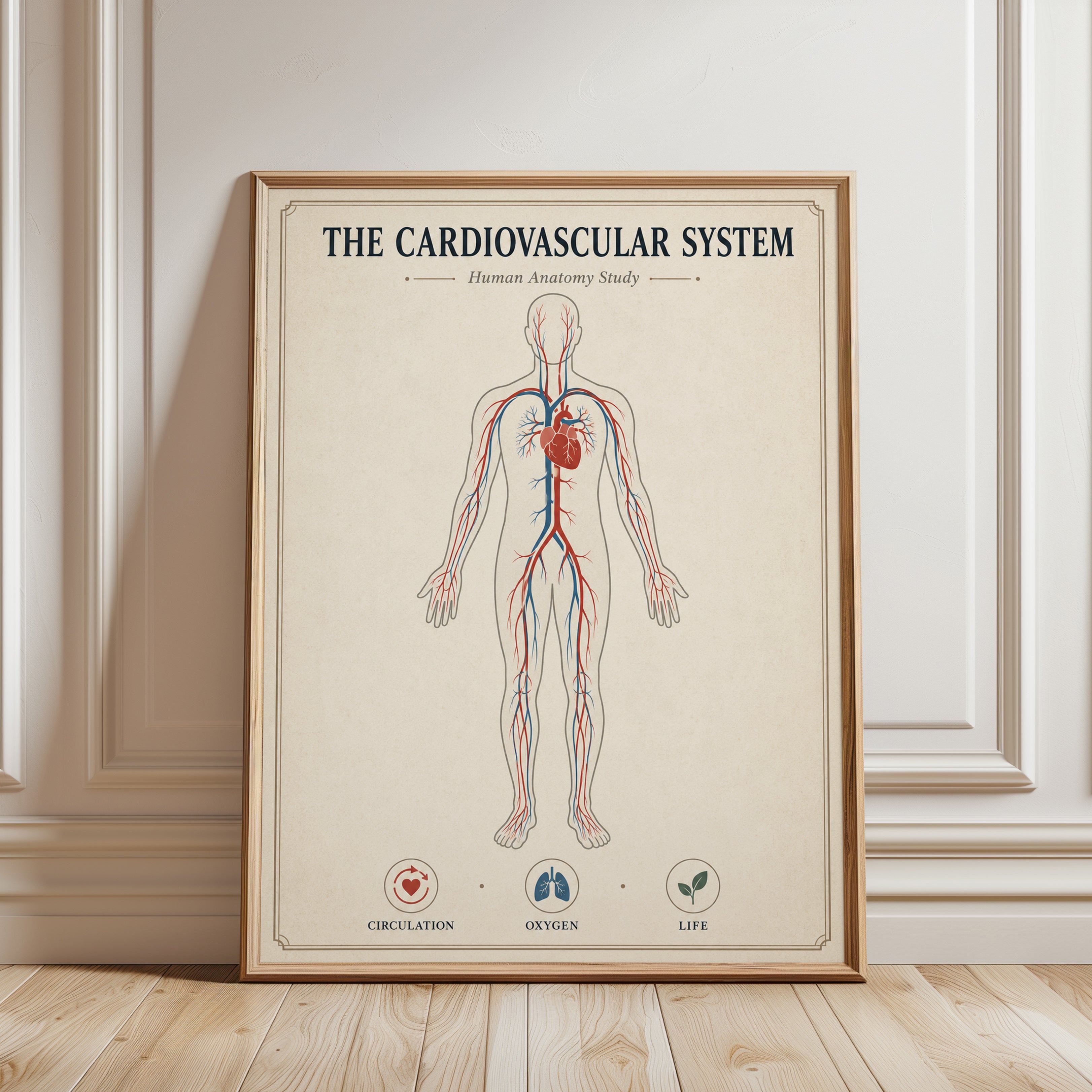 Cardiovascular System Anatomy Print — Vintage Medical Illustration - framed detail