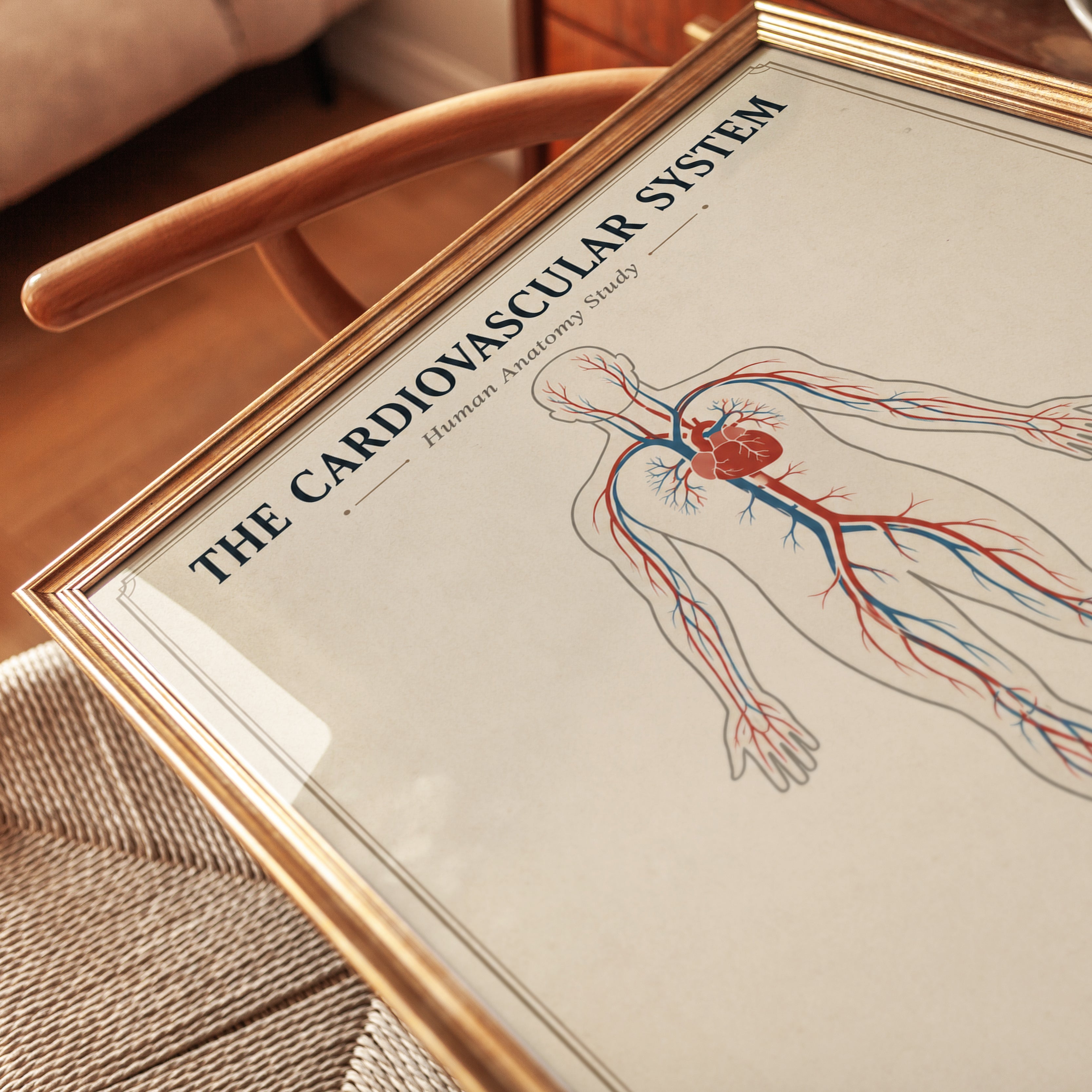 Cardiovascular System Anatomy Print — Vintage Medical Illustration - detail