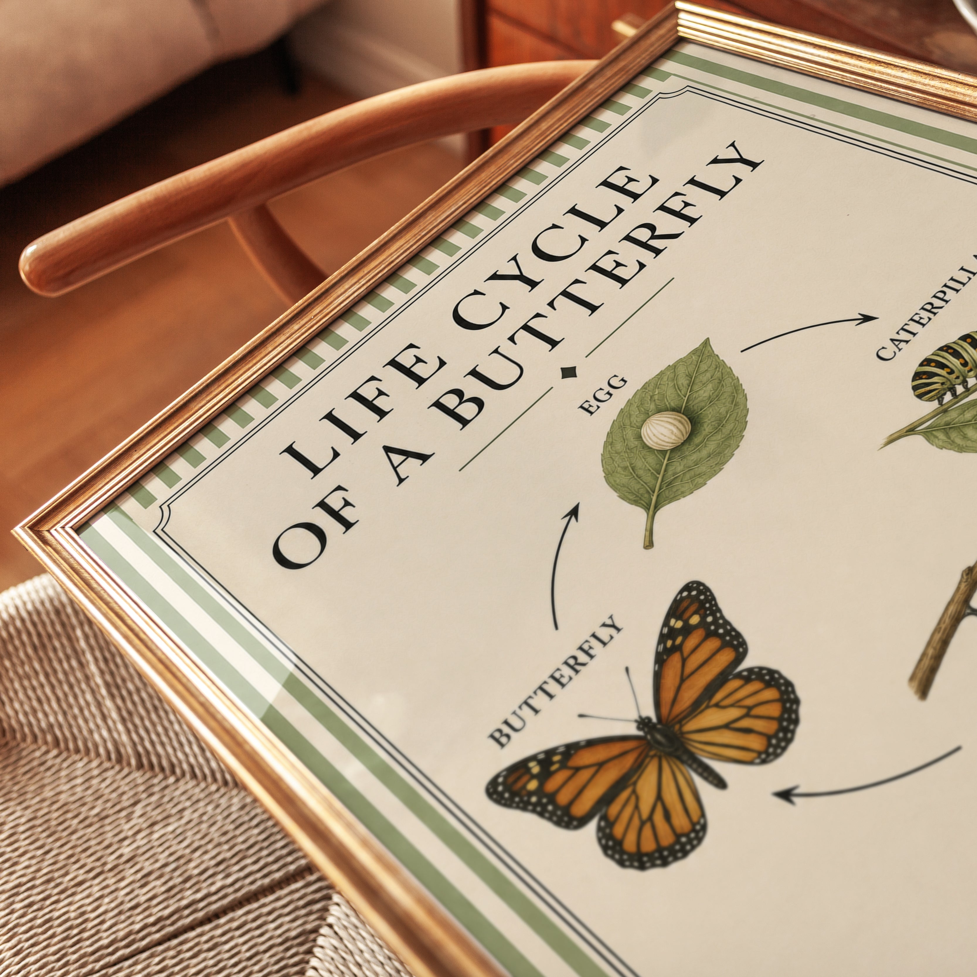 Butterfly Life Cycle Poster: Vintage Educational Art Print - detail