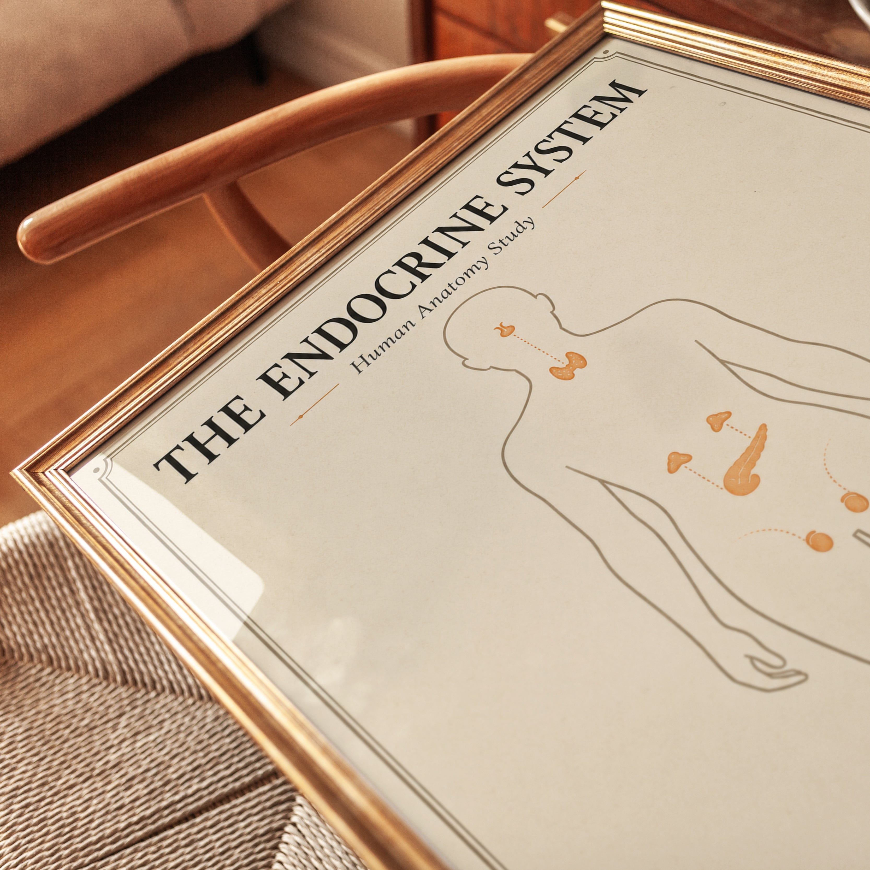 Endocrine System Anatomy Print — Vintage Educational Study Chart - detail