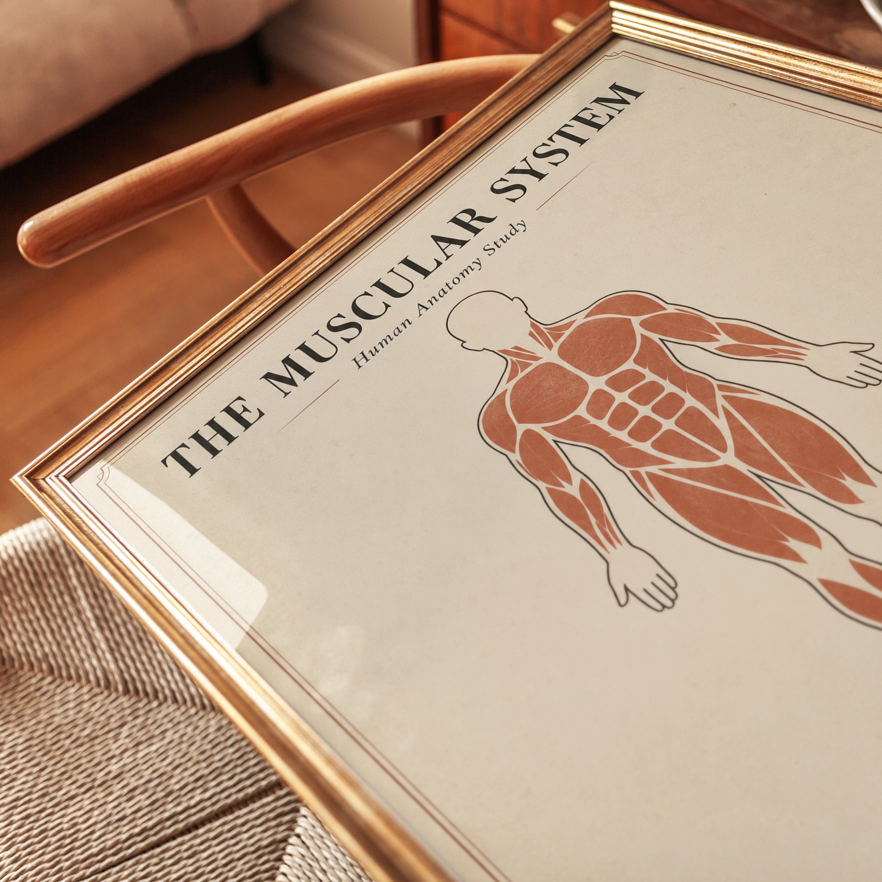 Muscular System Anatomy Print — Human Body Study Chart - detail