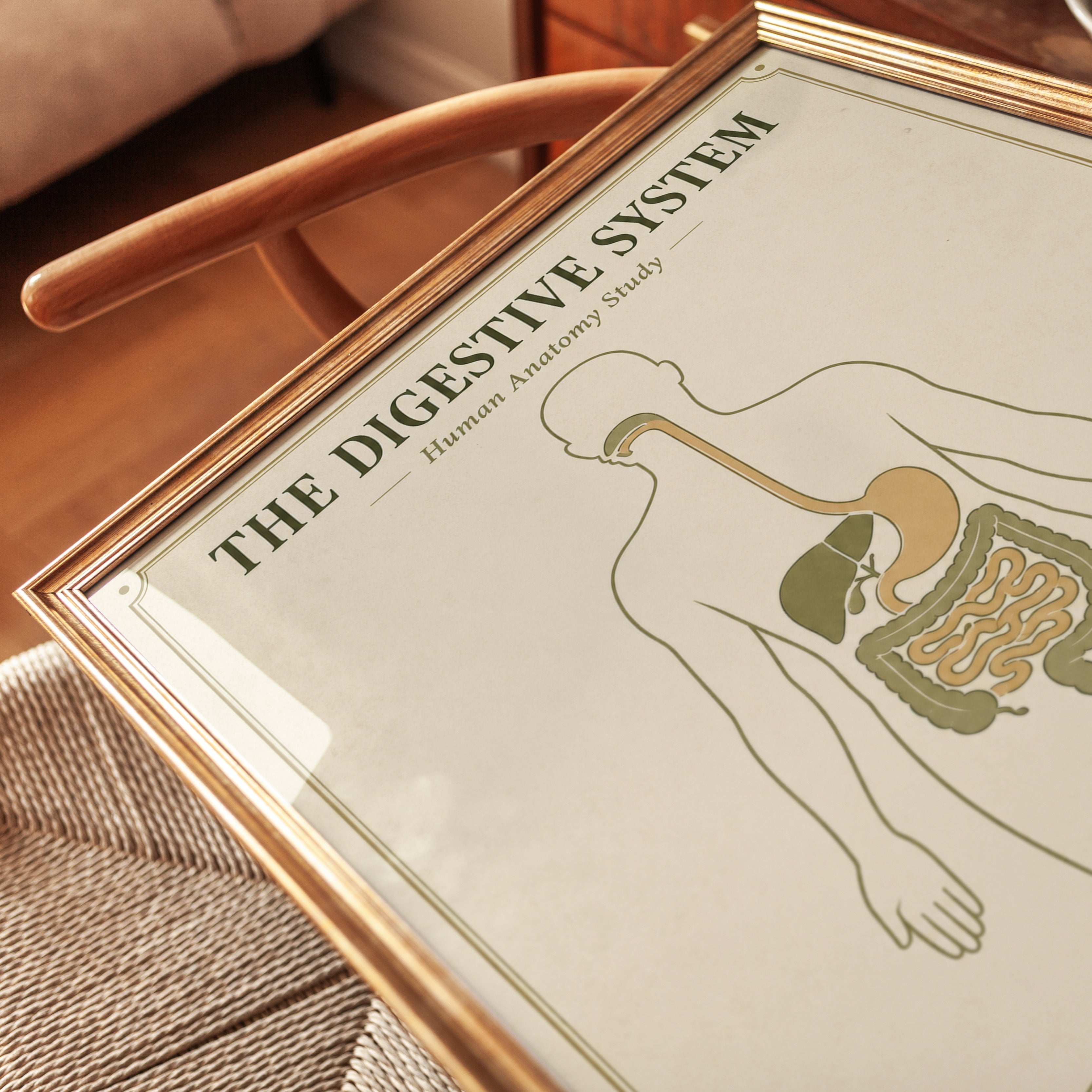 Digestive System Anatomy Print — Vintage Educational Study Chart - detail
