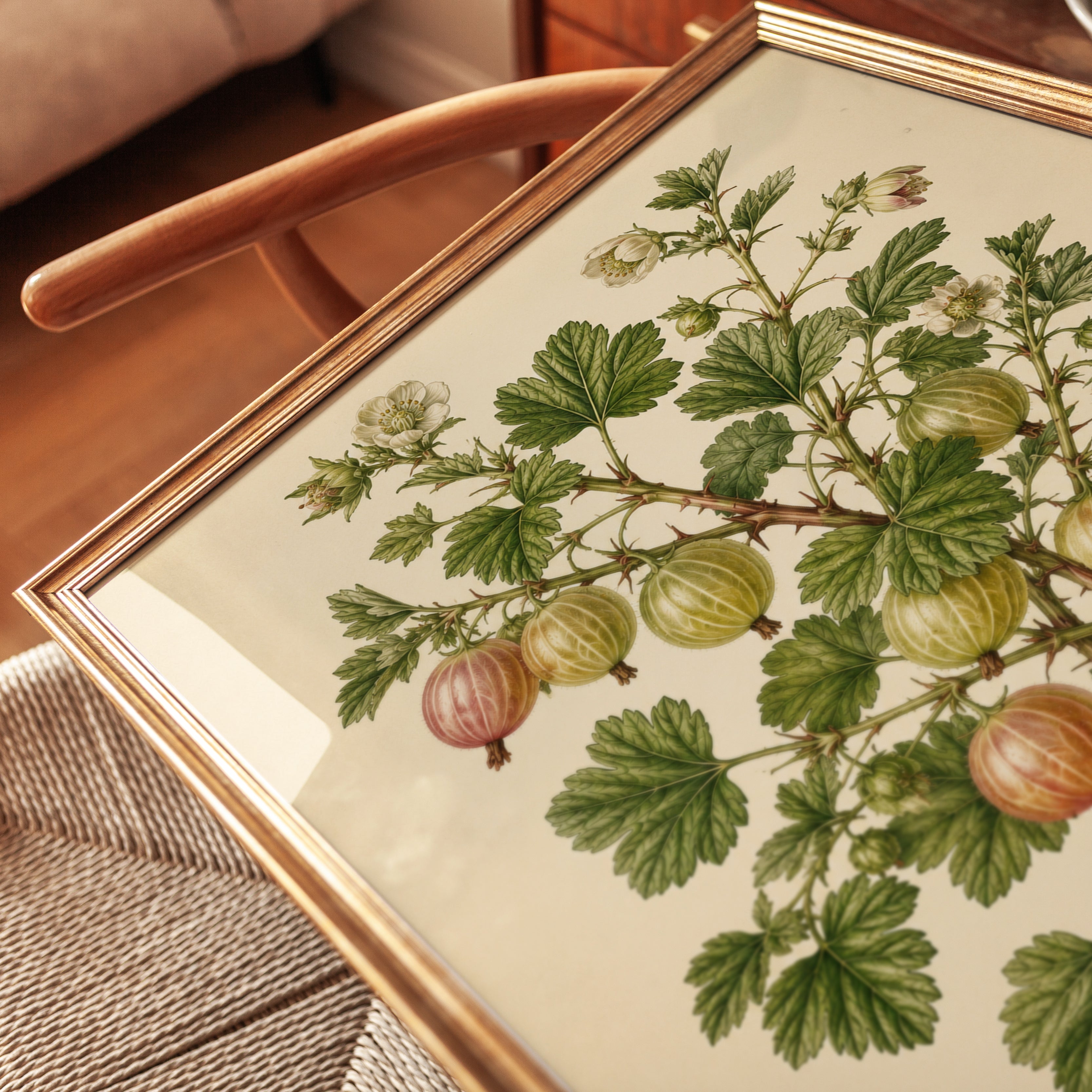 Vintage Gooseberry Botanical Print: Victorian Scientific Illustration - detail