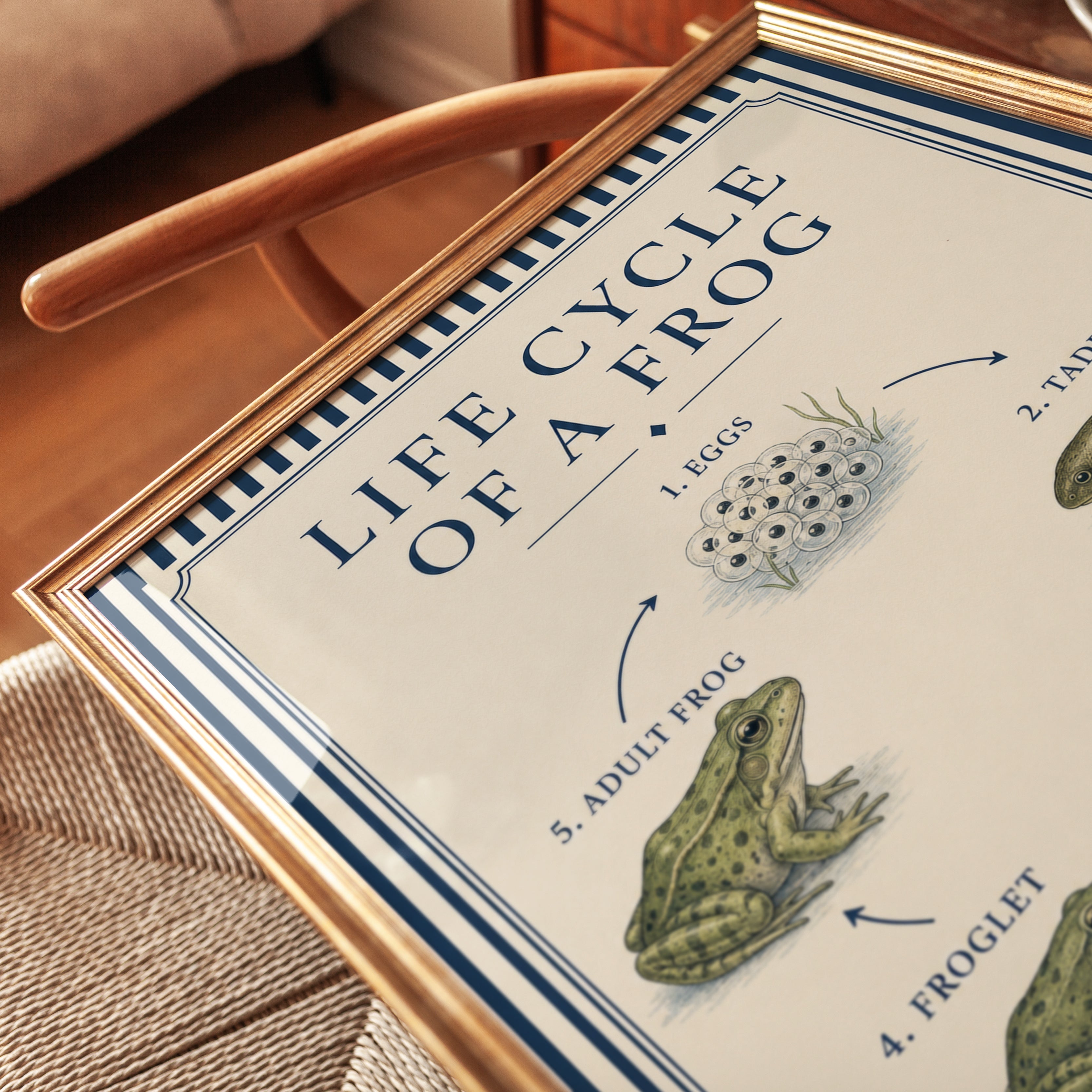 Frog Life Cycle Poster - detail