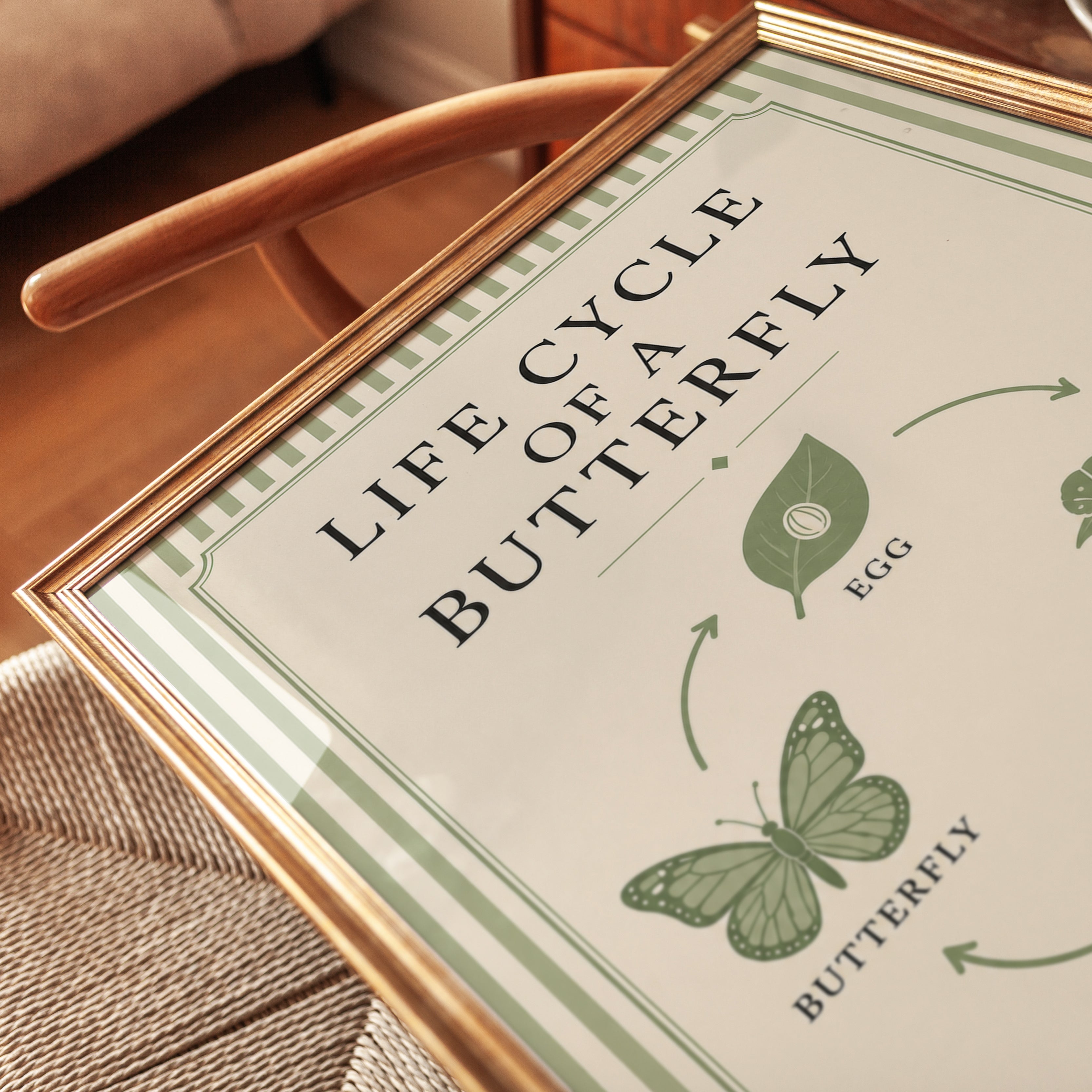 Butterfly Life Cycle Poster - detail