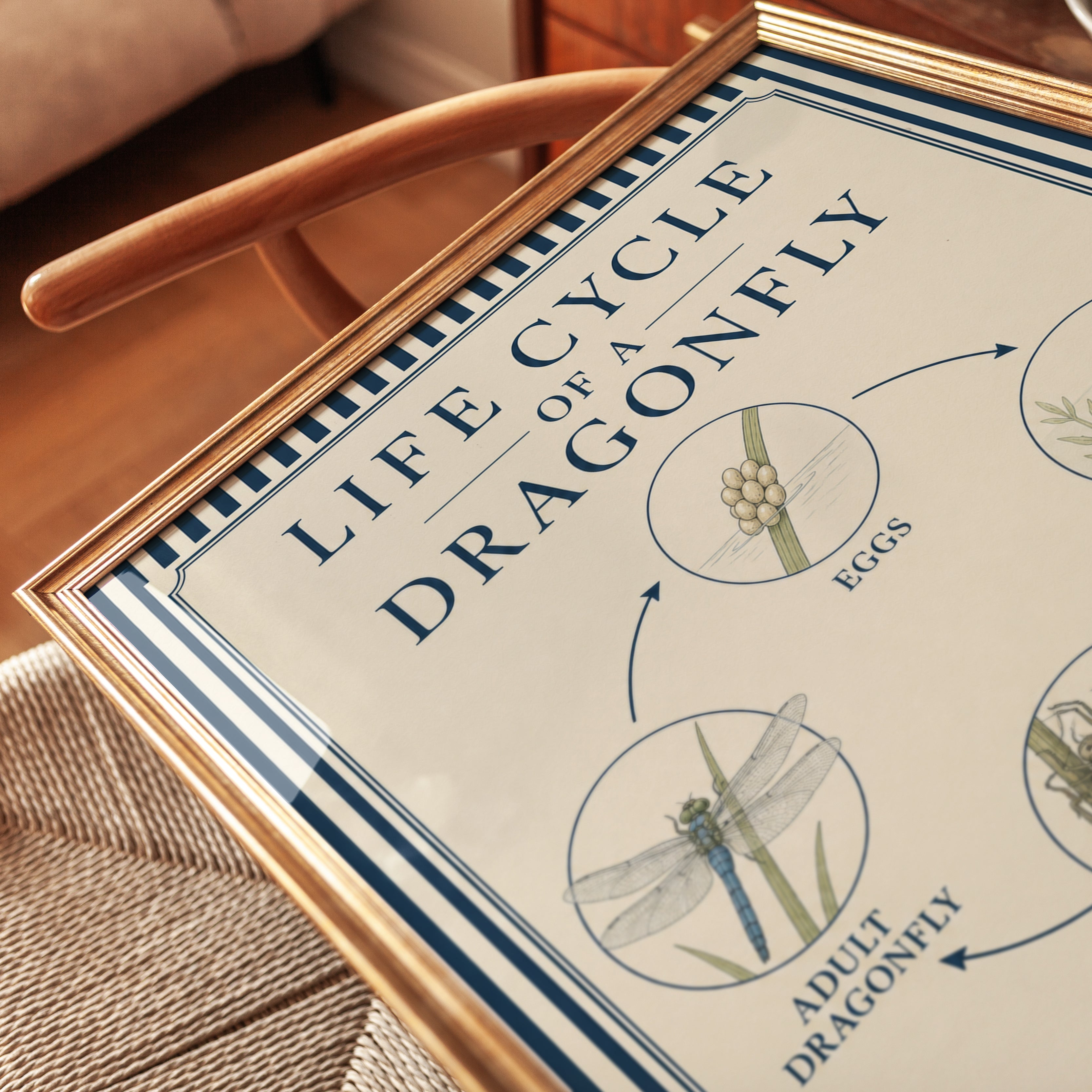 Dragonfly Life Cycle Poster: Vintage Educational Chart Print - detail