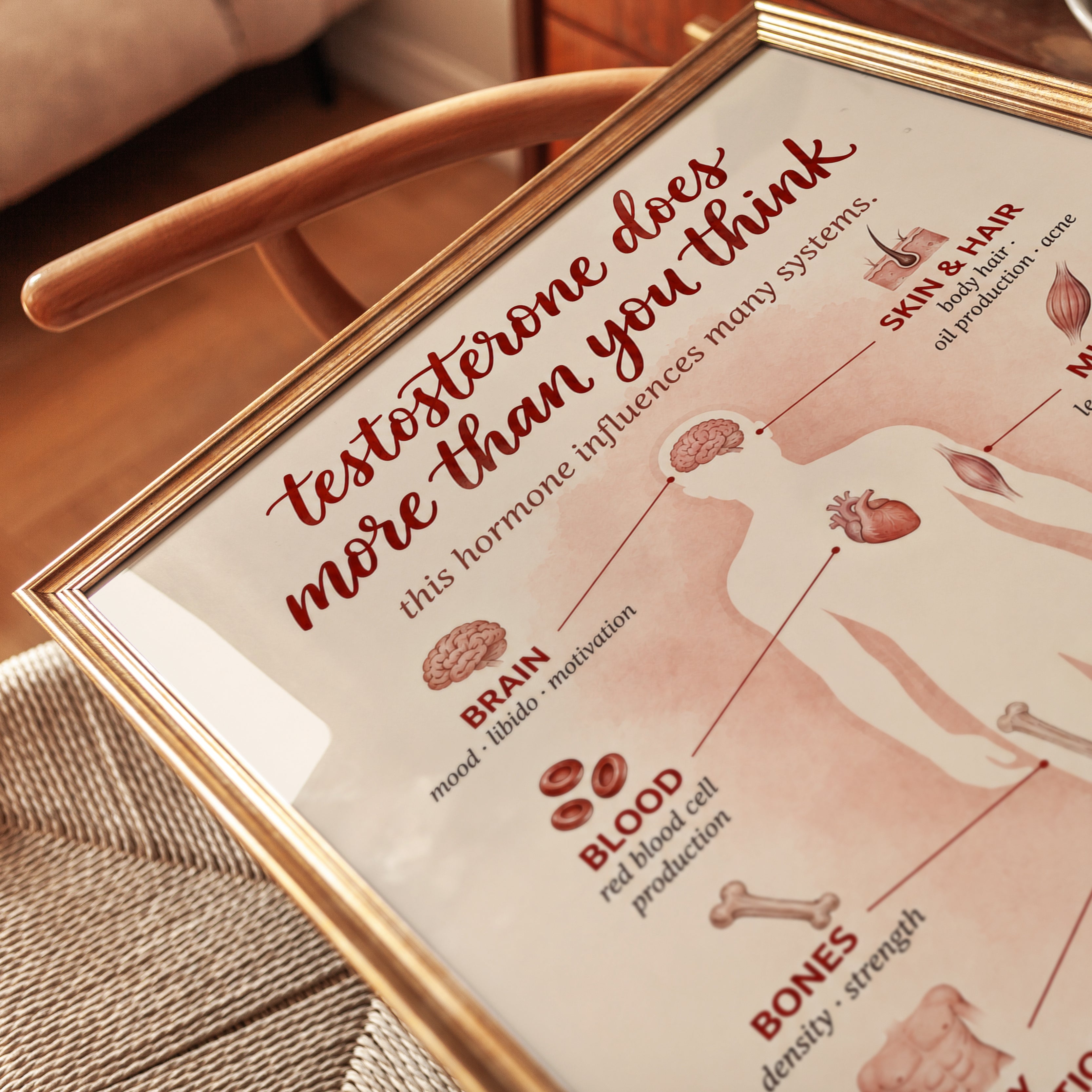 Testosterone Poster – Health Education Print - detail