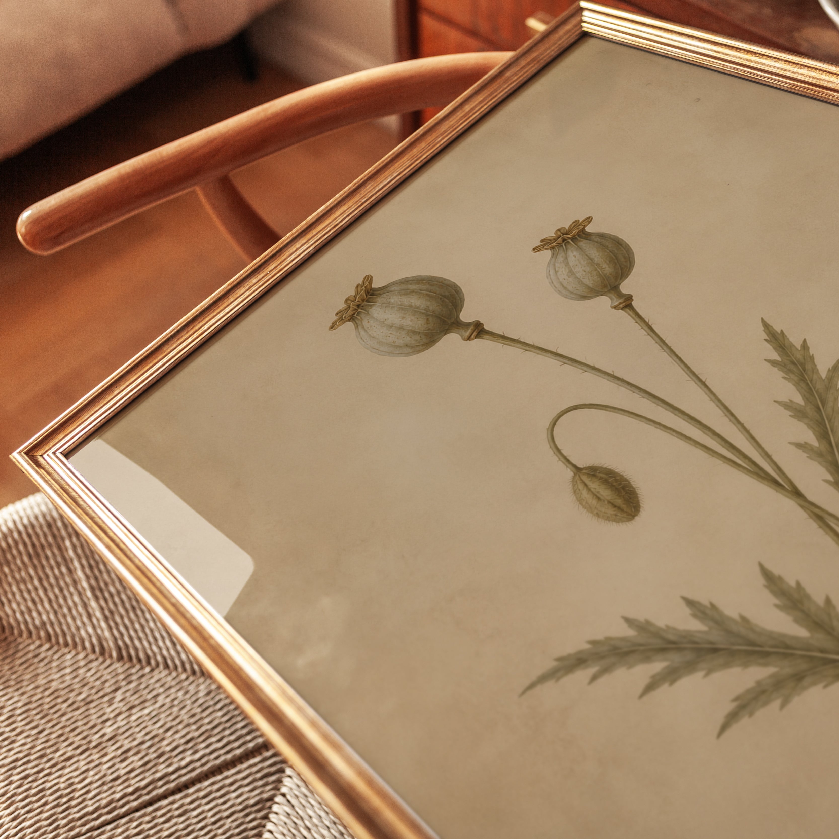 Poppy Seed Pods Botanical Print — Vintage Herbarium Illustration - detail