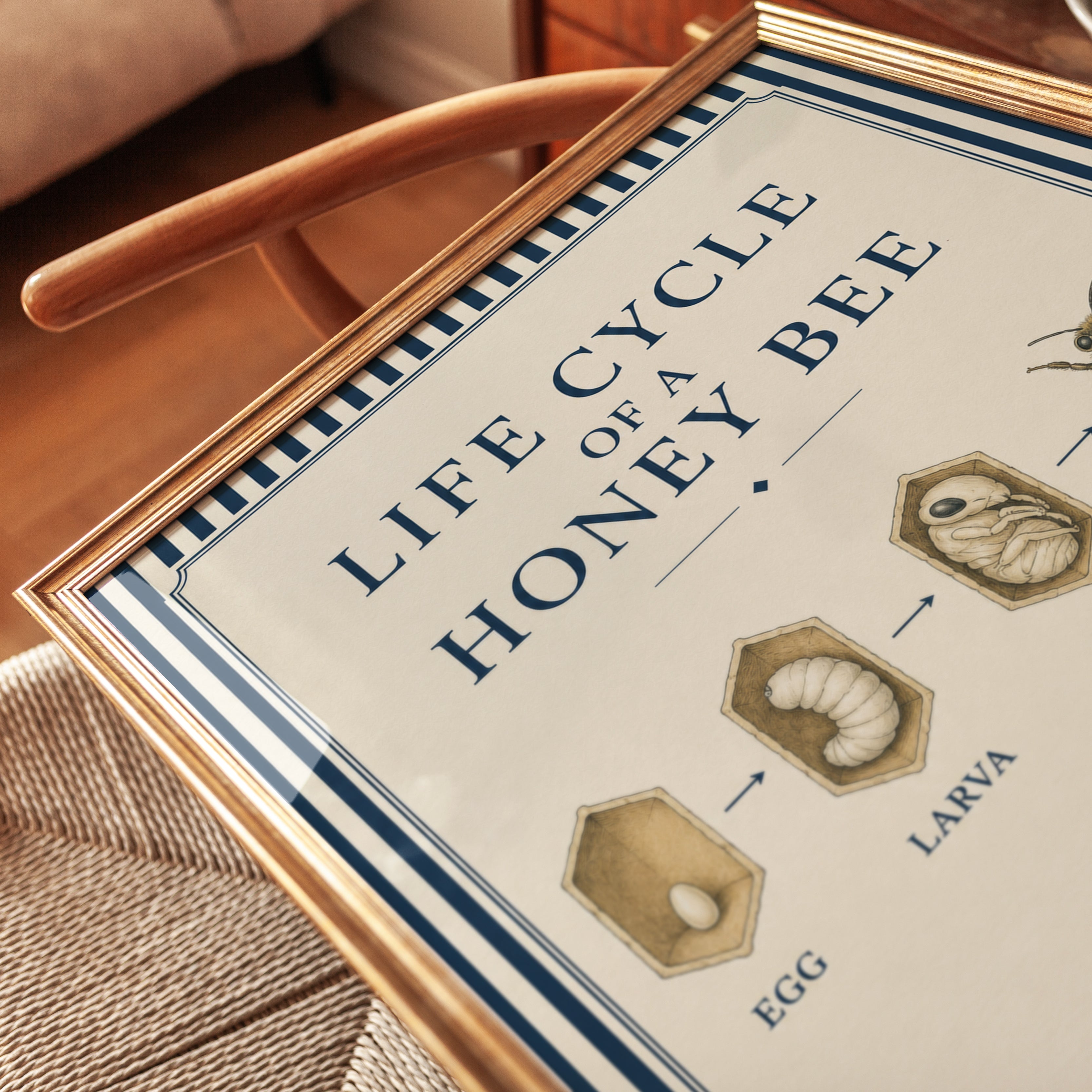 Honey Bee Life Cycle Print: Vintage Educational Diagram Art - detail