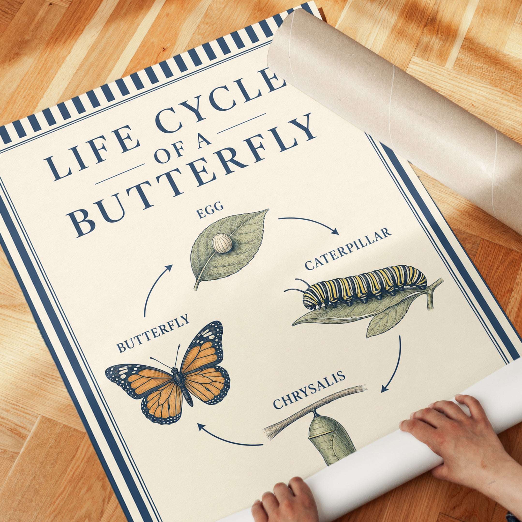 Butterfly Life Cycle Poster - detail
