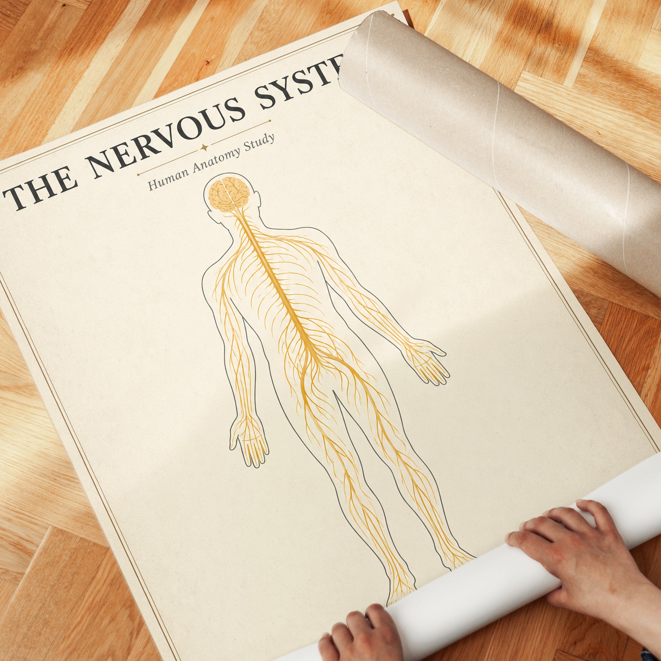 Nervous System Anatomy Print — Vintage Educational Chart - detail