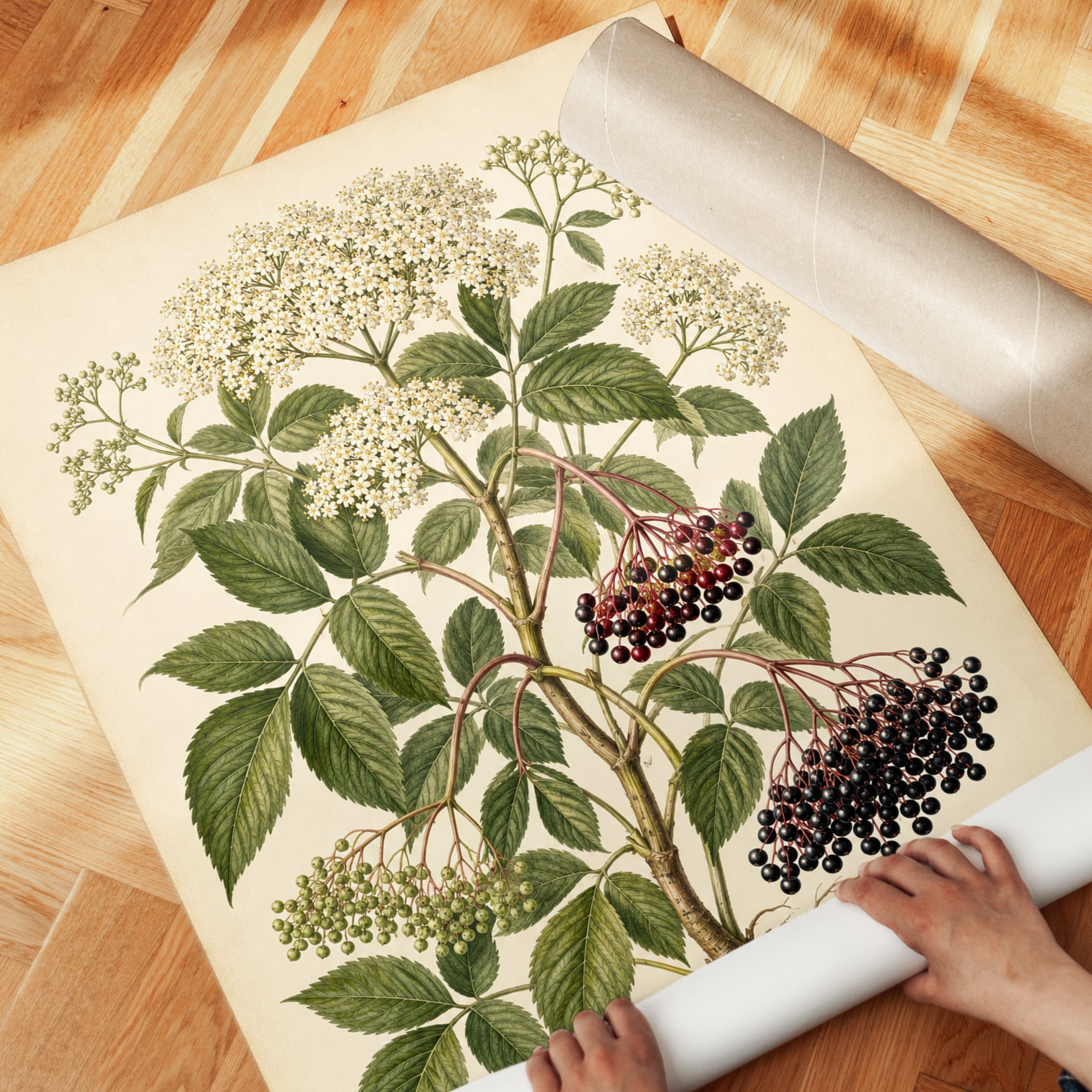 Elderberry Botanical Print — Vintage Scientific Illustration - detail