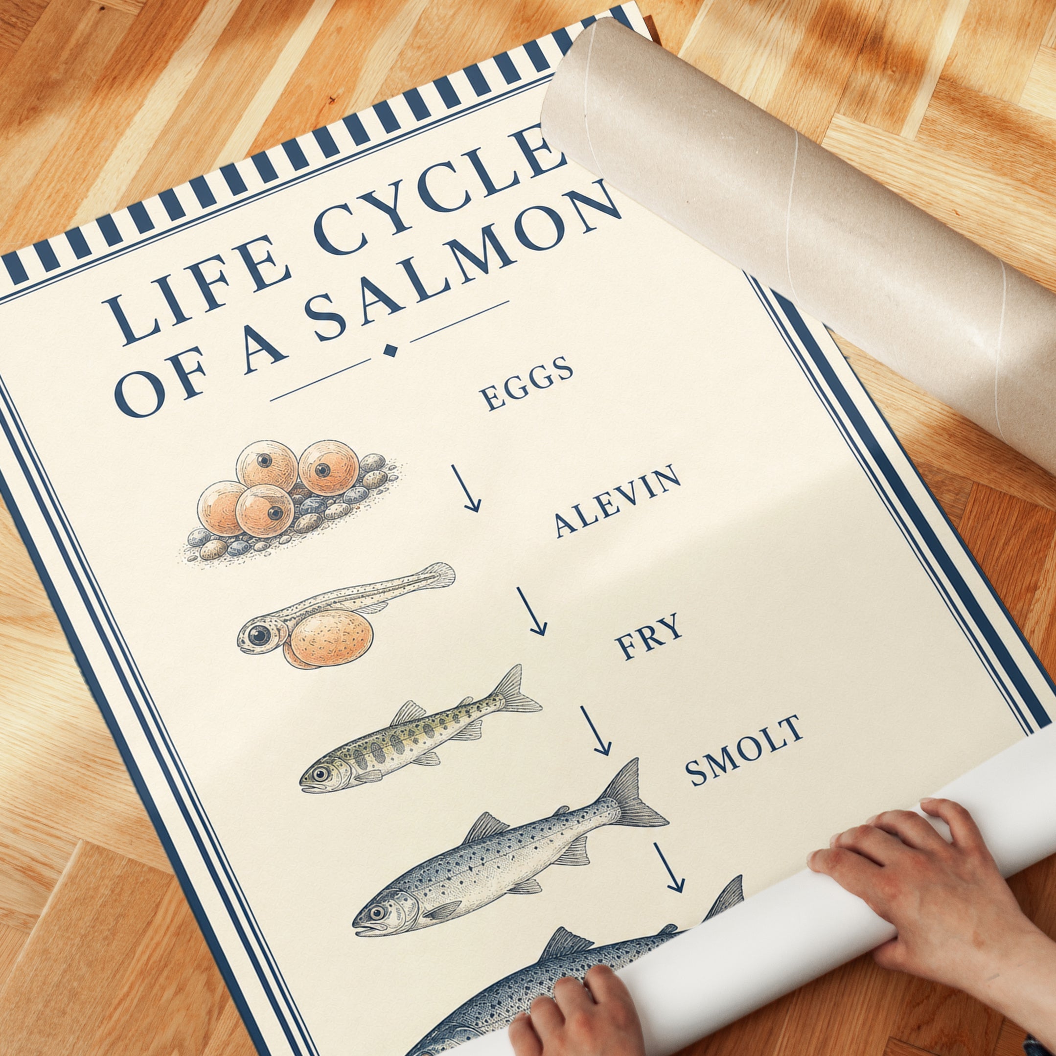 Salmon Life Cycle Poster – Educational Fish Print - detail