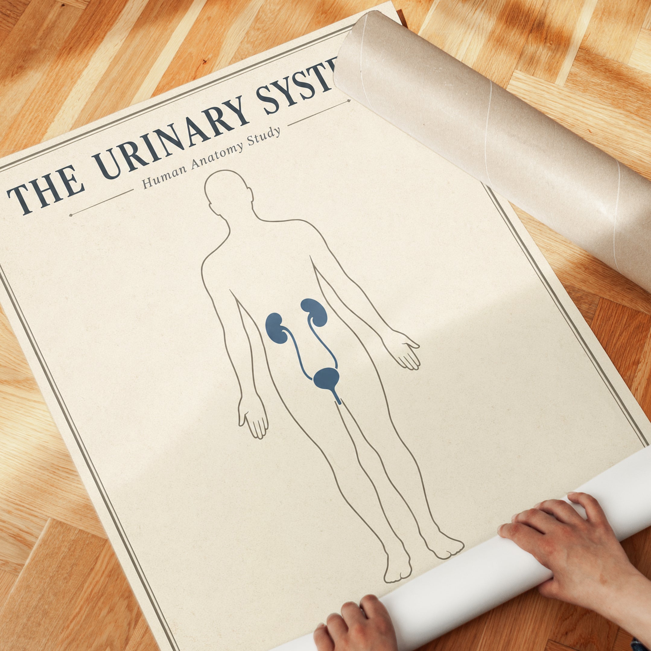 Urinary System Anatomy Print — Vintage Educational Chart - detail