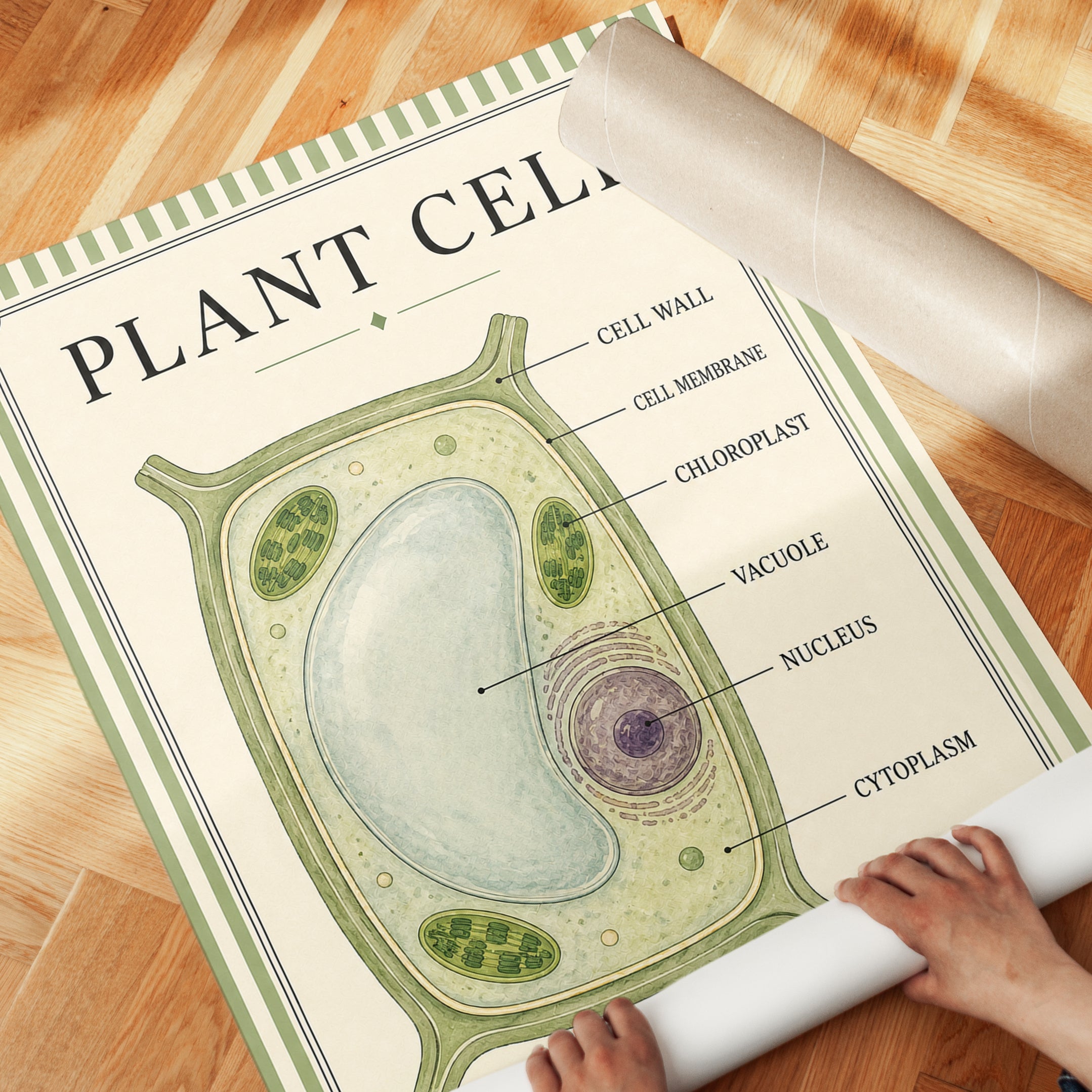 Plant Cell Poster – Biology Wall Art - detail