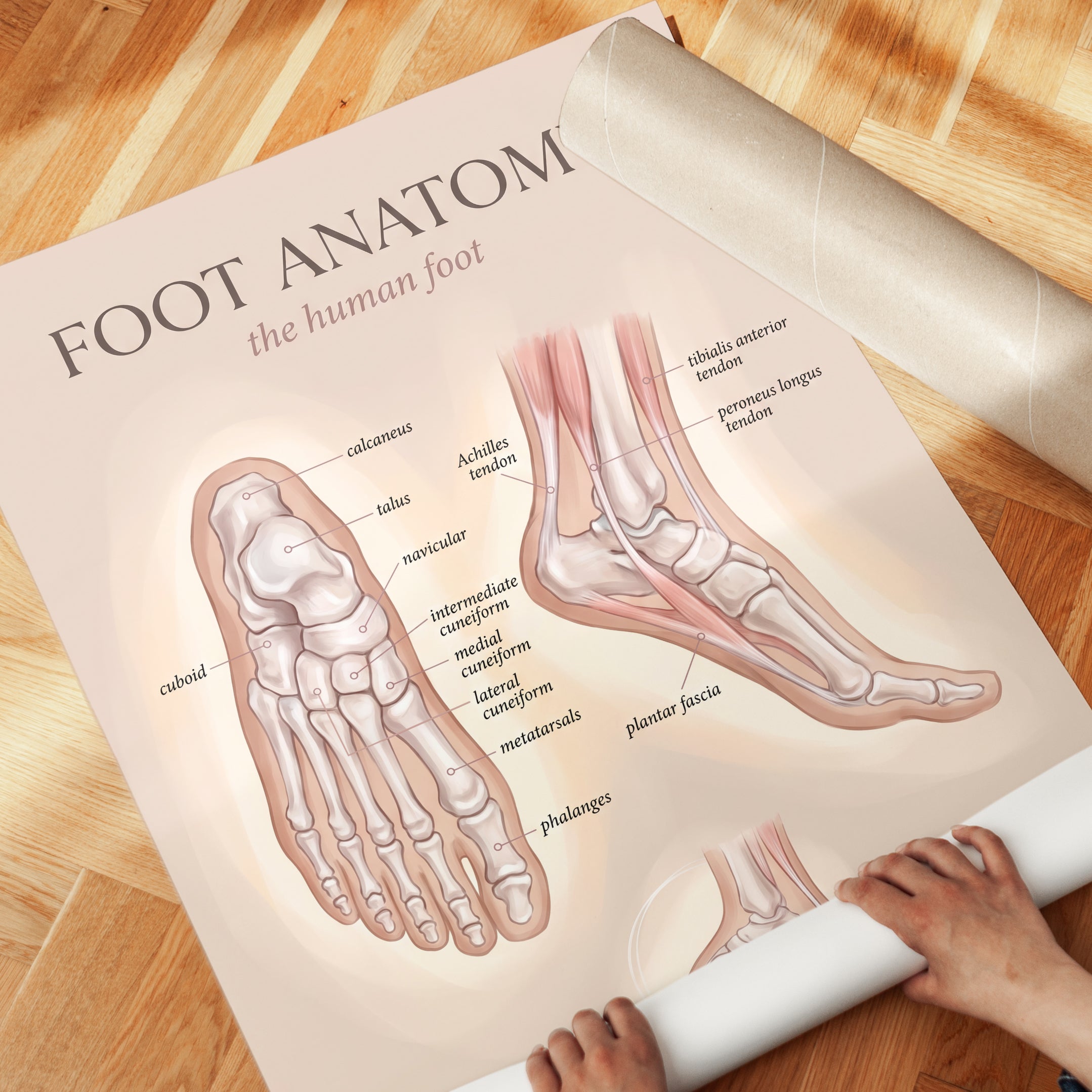 Foot Anatomy Wall Art: Foot Illustration - detail