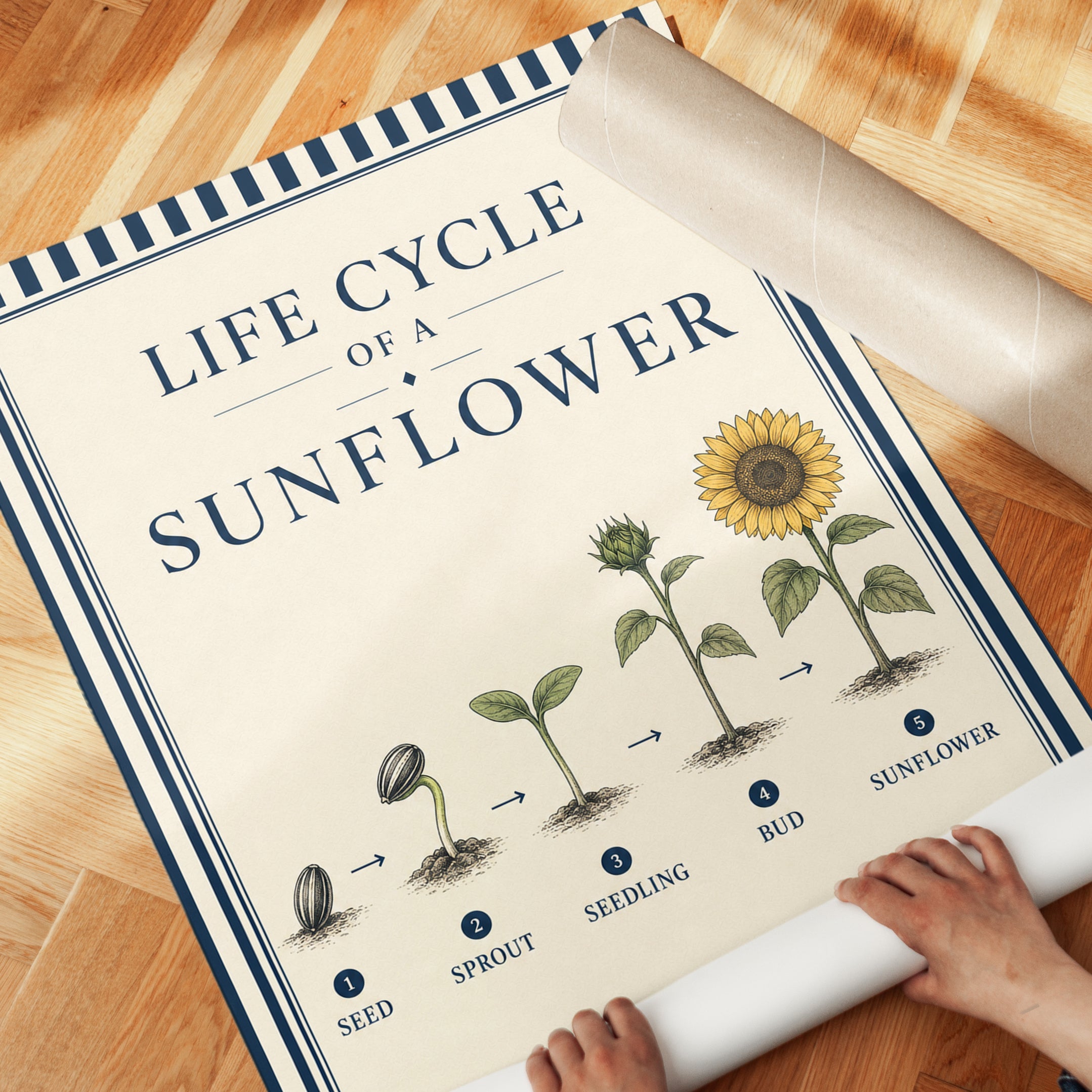 Sunflower Life Cycle Poster - detail