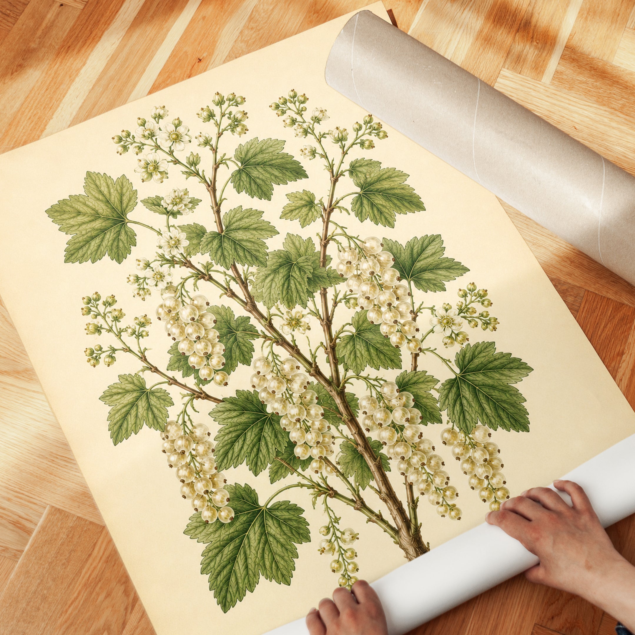 White Currant Botanical Print: Vintage Plant Illustration - detail
