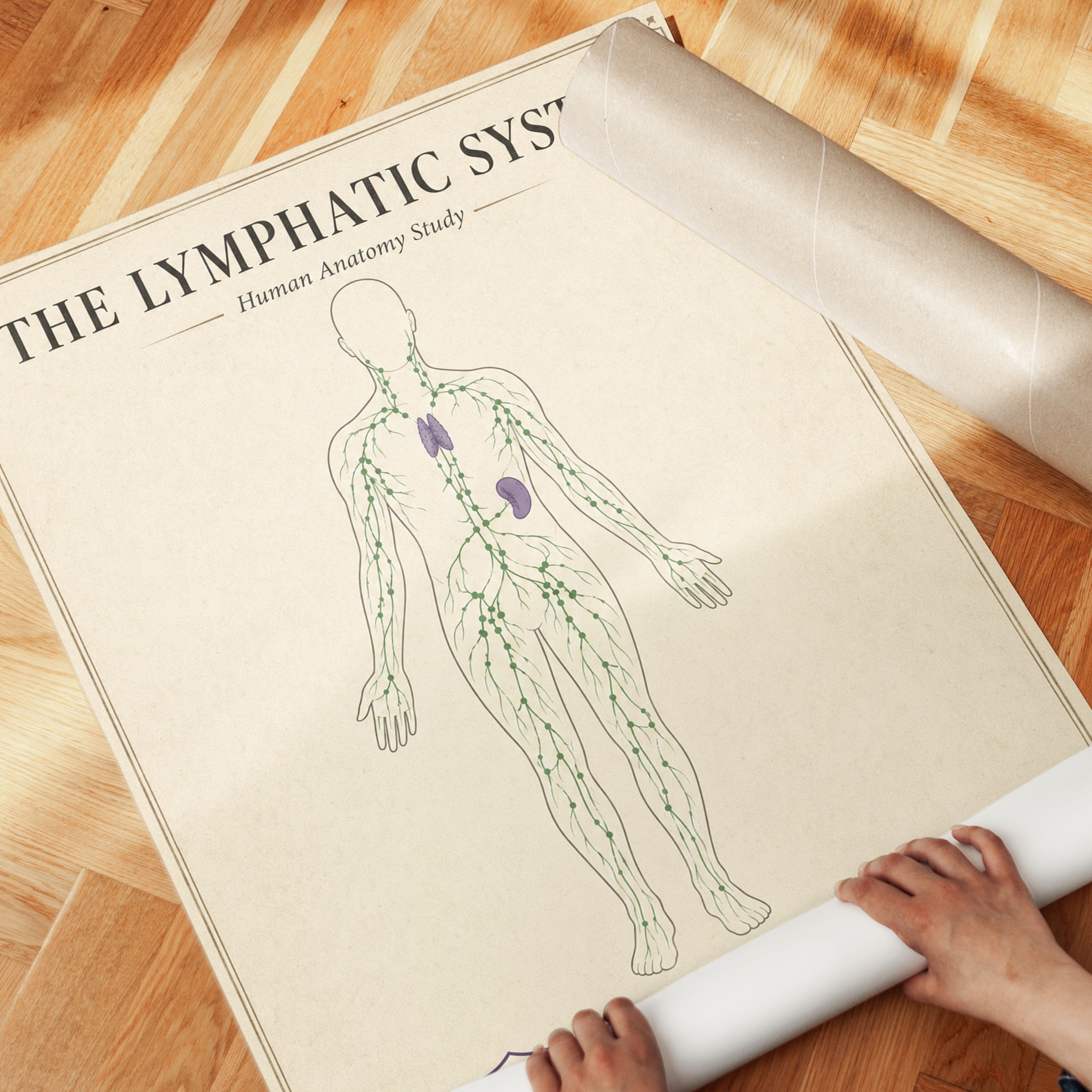 Lymphatic System Anatomy Print — Vintage Medical Illustration - detail