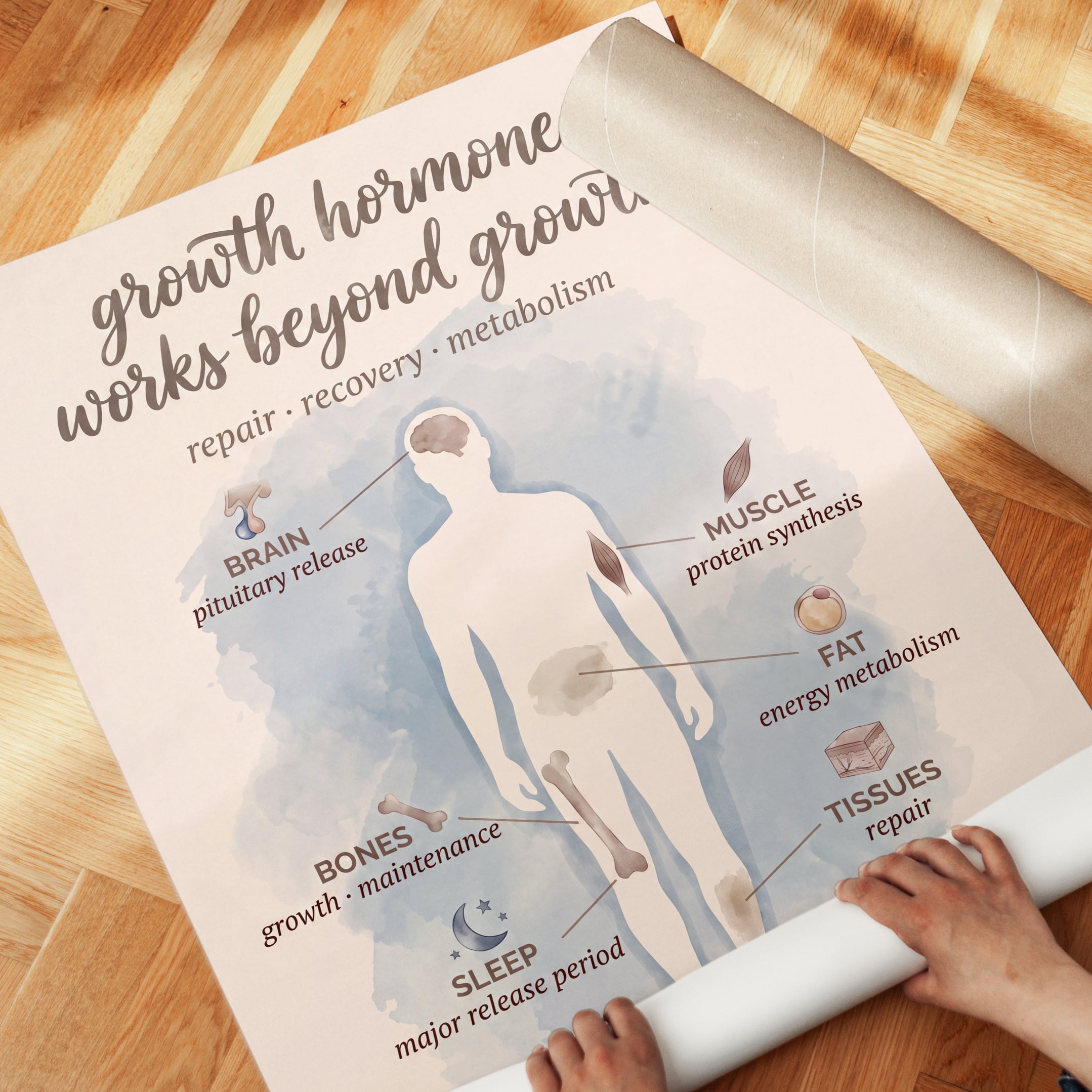 Growth Hormone Poster - detail