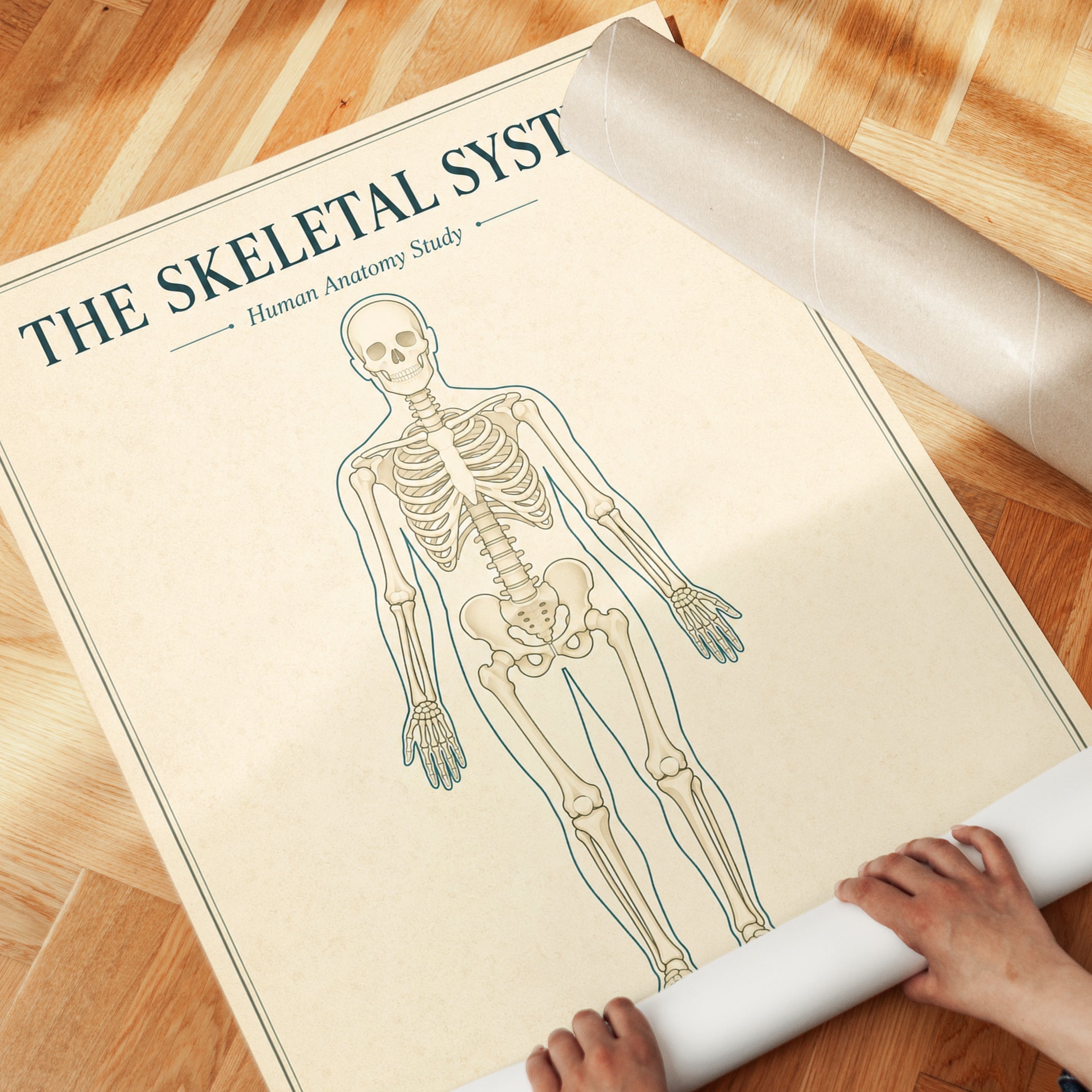Skeletal System Anatomy Print — Vintage Medical Illustration - detail
