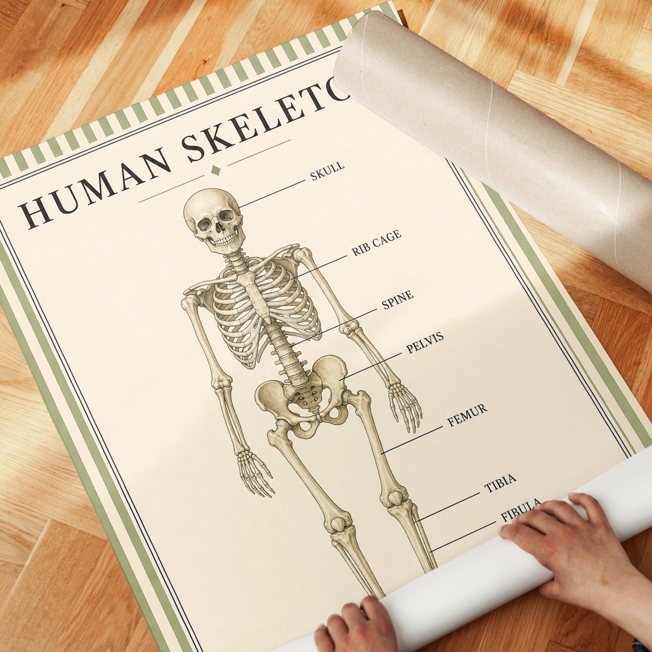 Human Skeleton Poster – Anatomy Wall Art - detail