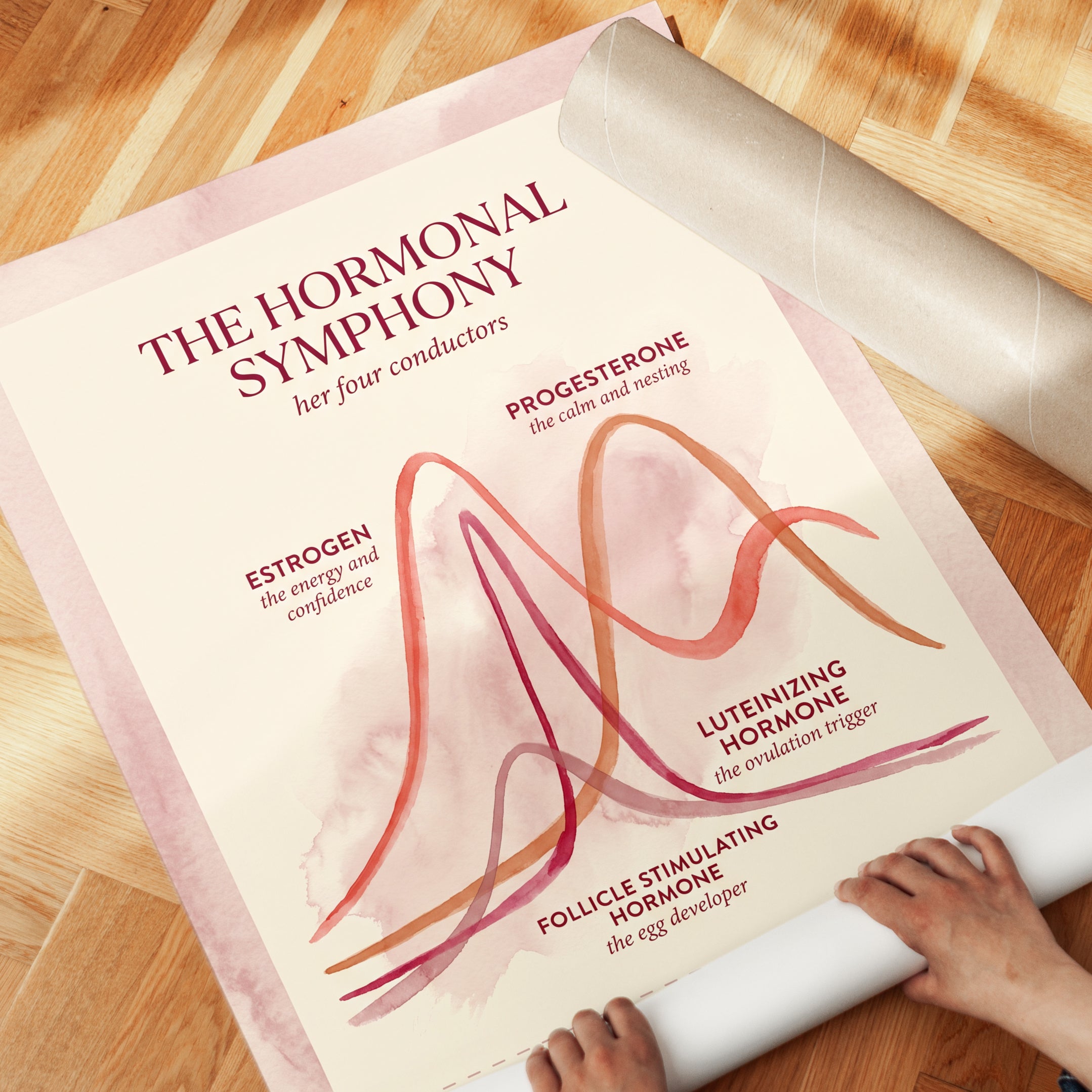 Menstrual Cycle Poster - detail