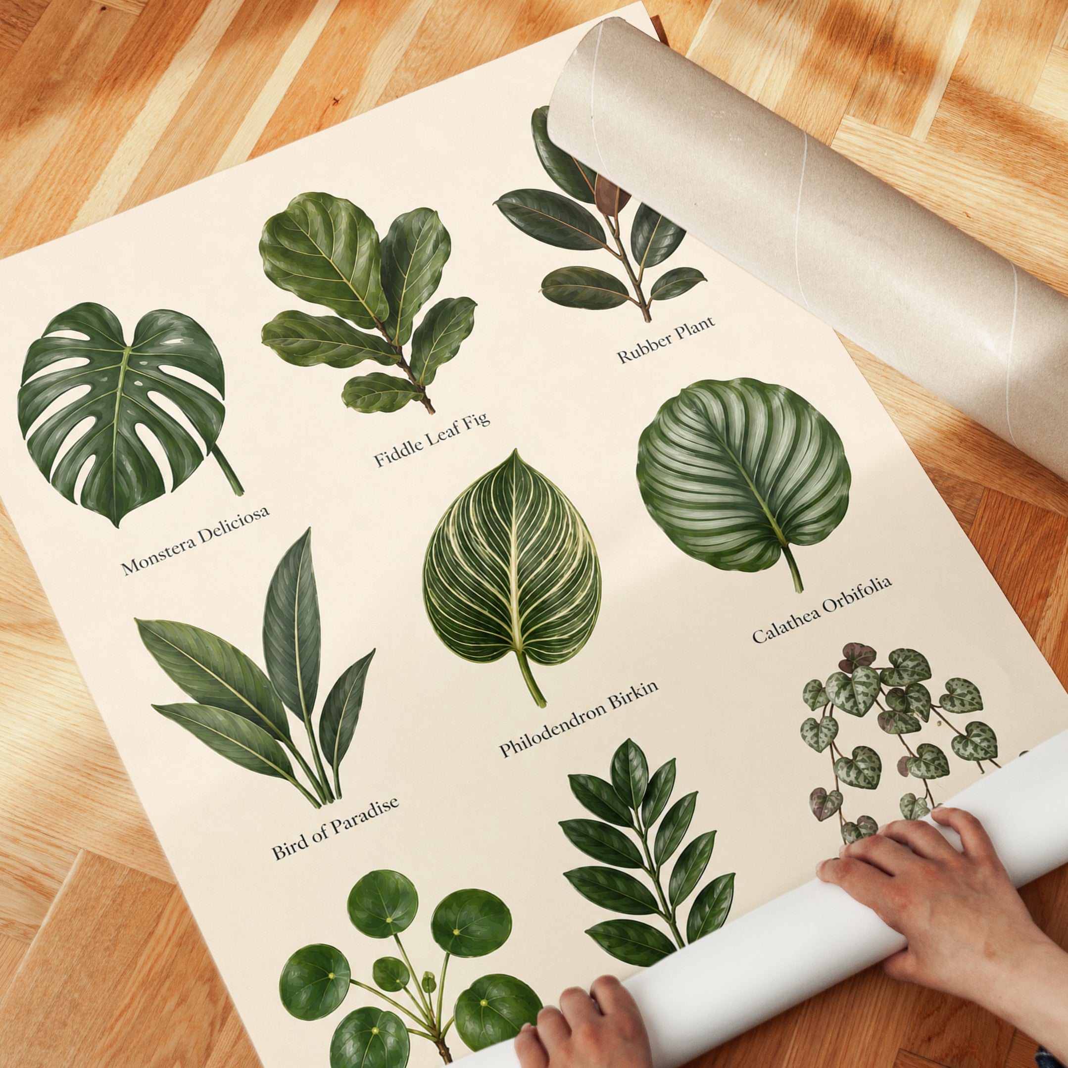 Houseplant Identification Poster - detail