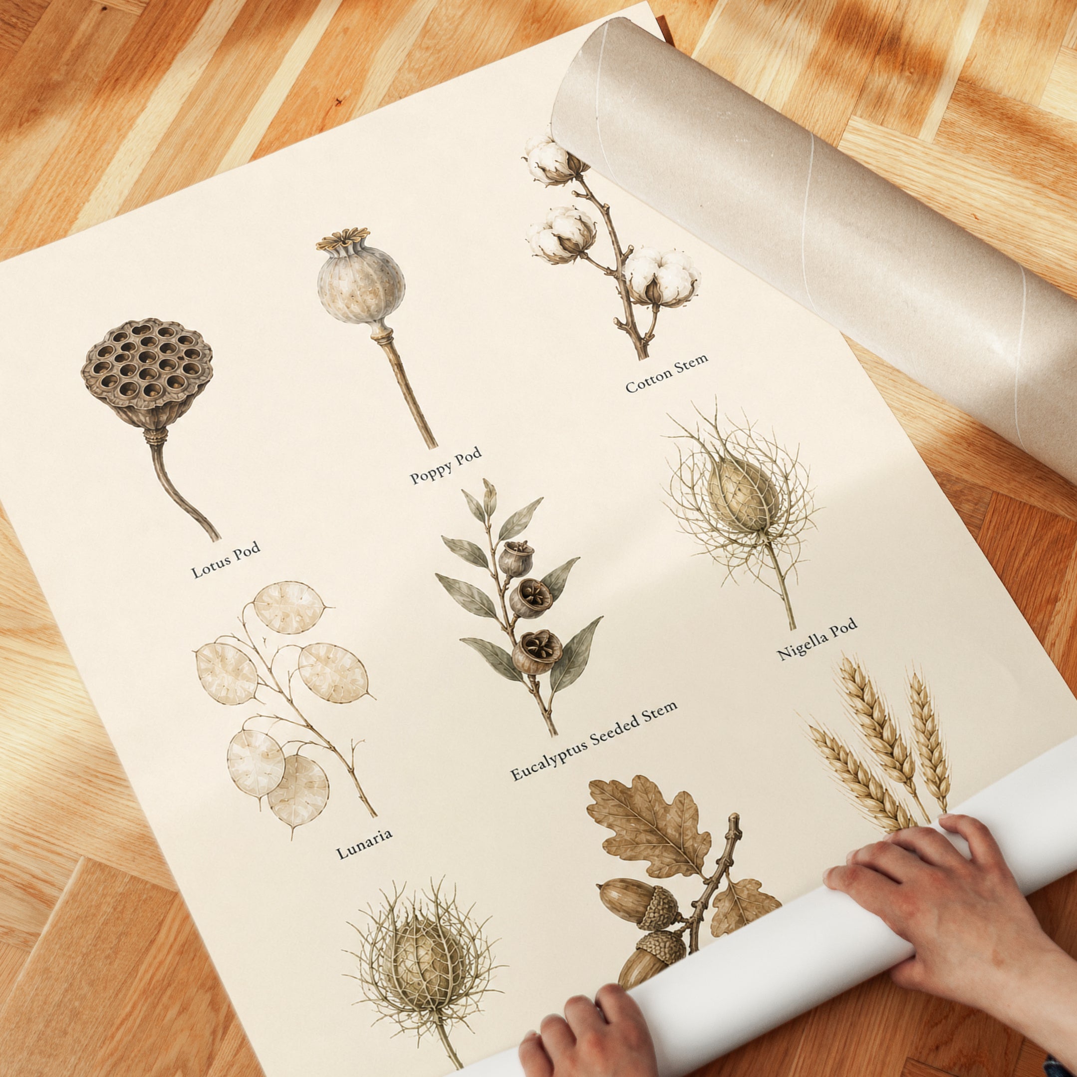 Botanical Chart Print – Dried Flower Wall Art - detail