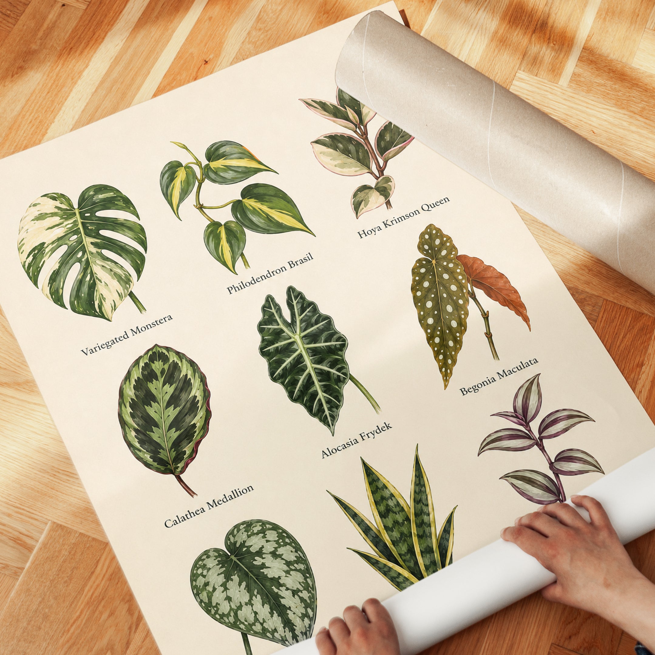 Houseplant Chart Poster – Botanical Wall Art - detail