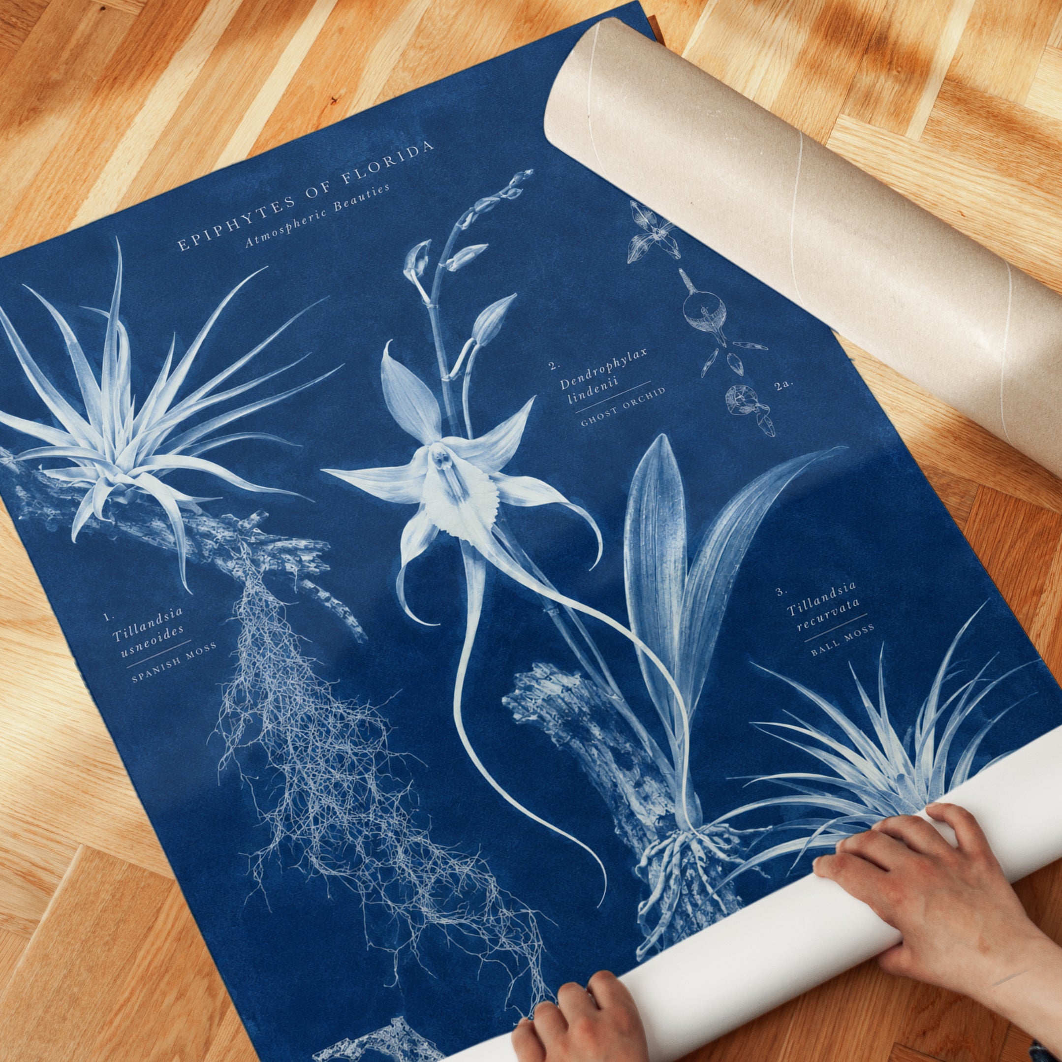 Botanical Wall Art – Botanical Chart Print - detail