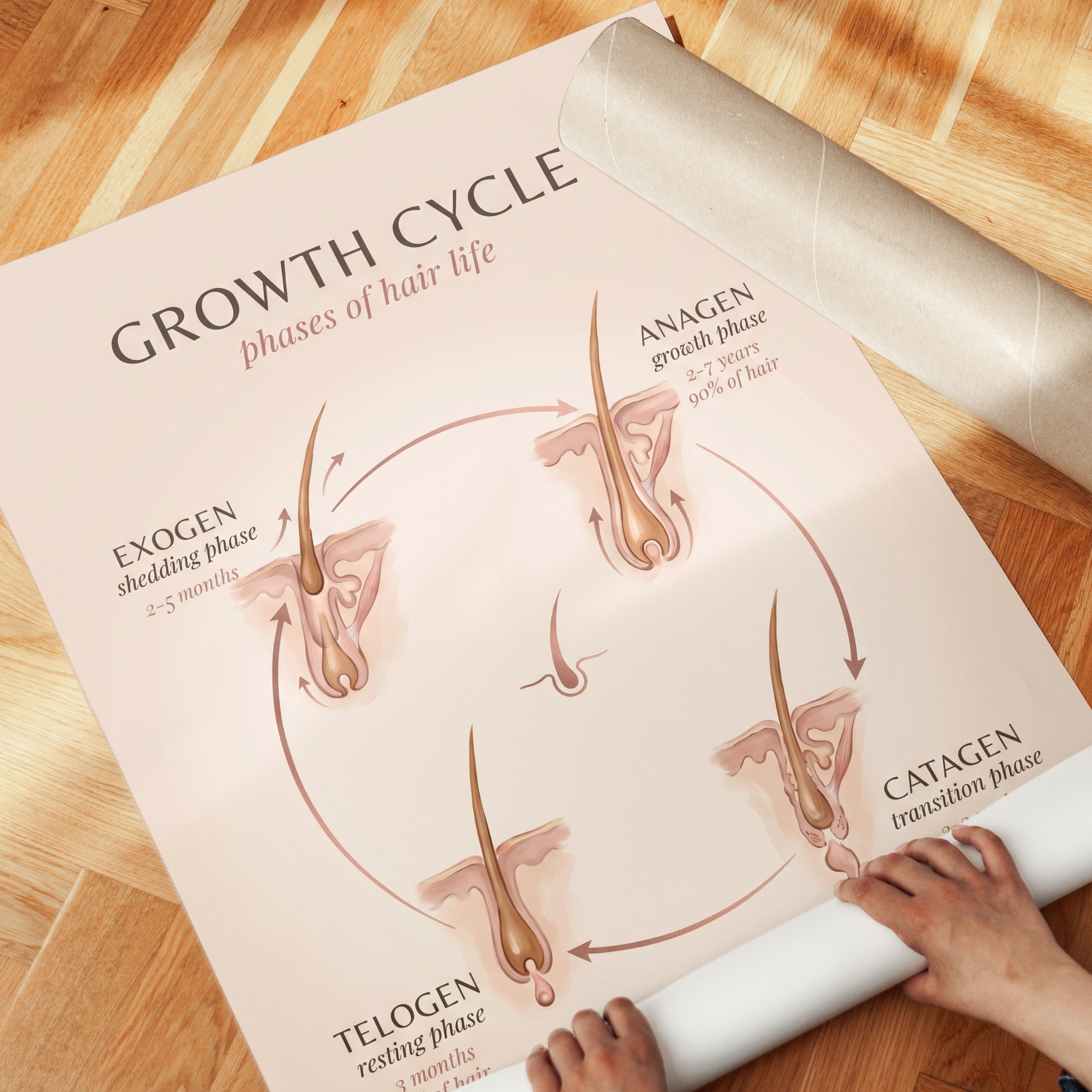 Hair Growth Cycle Poster - detail