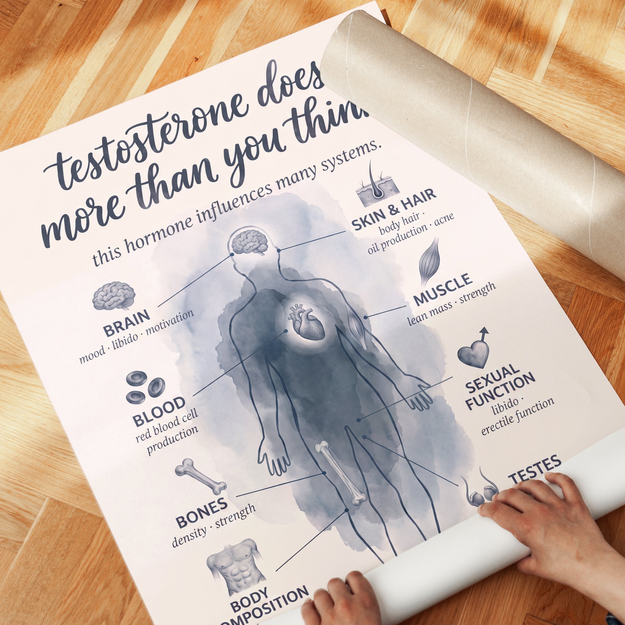 Testosterone Poster – Hormone Health Wall Art - detail