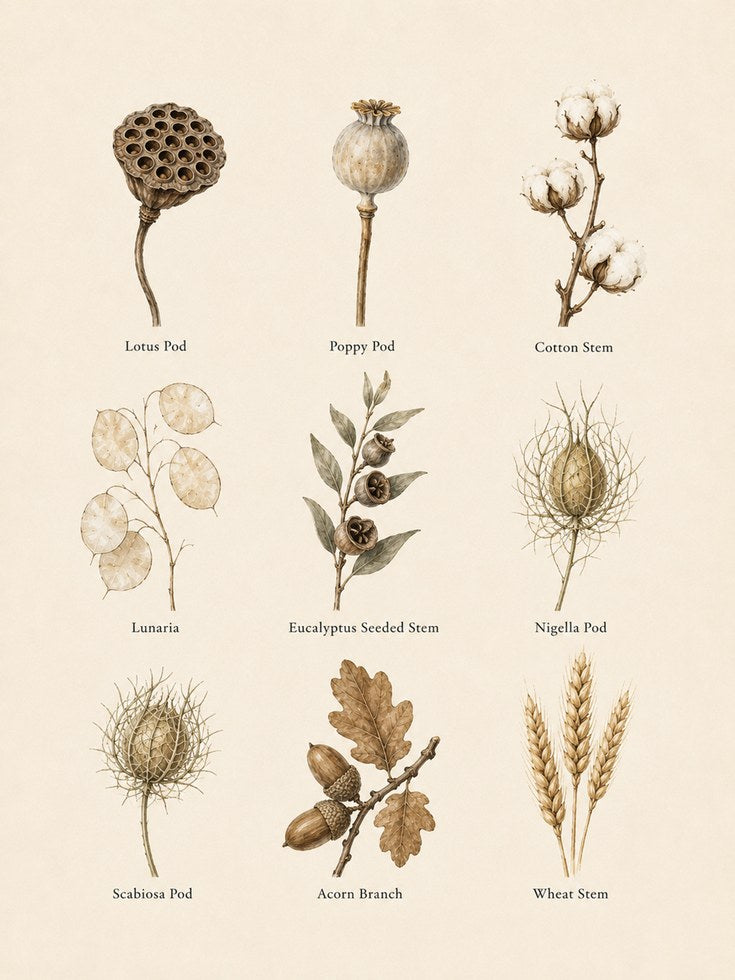 Botanical Chart Print – Dried Flower Wall Art - artwork on paper