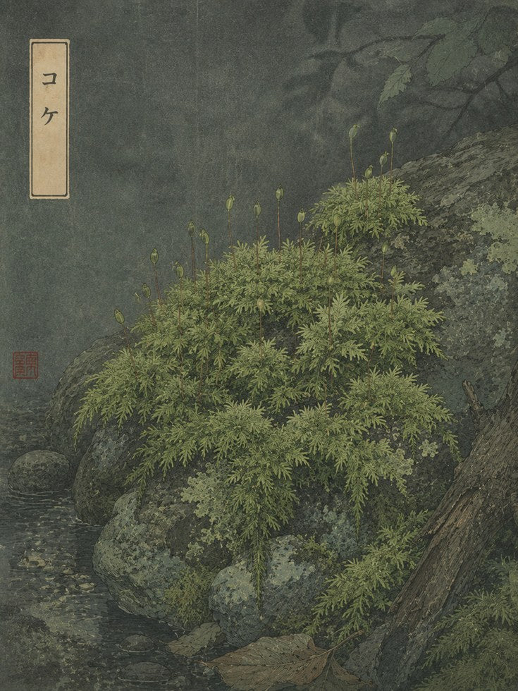 Japanese Moss Garden Print — Vintage Botanical Illustration - artwork on paper
