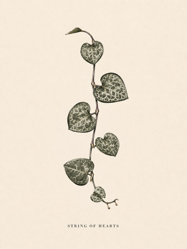 String of Hearts Plant Print – Botanical Wall Art - artwork on paper