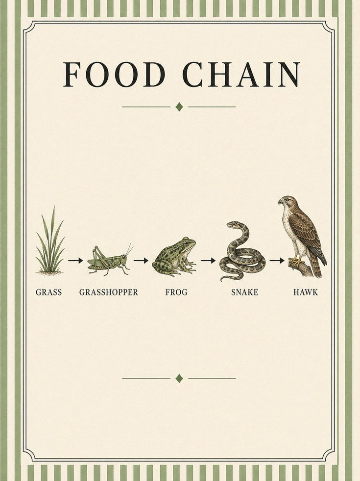 Food Chain Diagram Print: Vintage Natural History Wall Art - artwork on paper