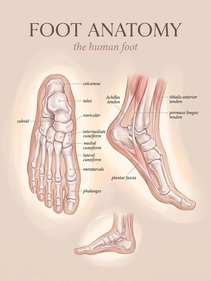 Foot Anatomy Wall Art: Foot Illustration - artwork on paper