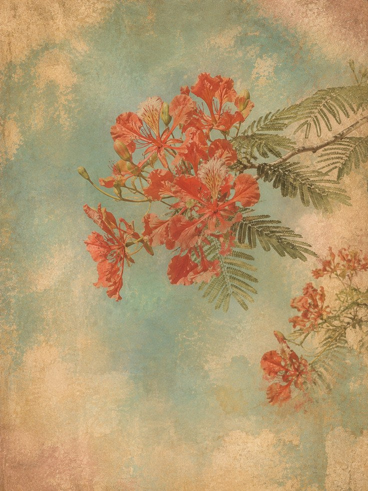 Tropical Flamboyant Flowers Art Print: Vintage Botanical Style - artwork on paper